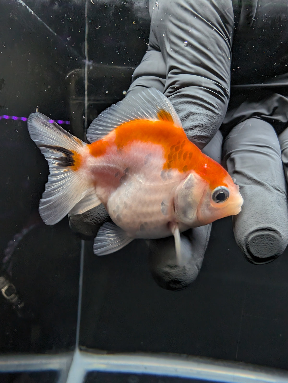 Baby Thai Shogun Oranda Tricolor 2"-2.5" in. ID#1016BSG11A-010