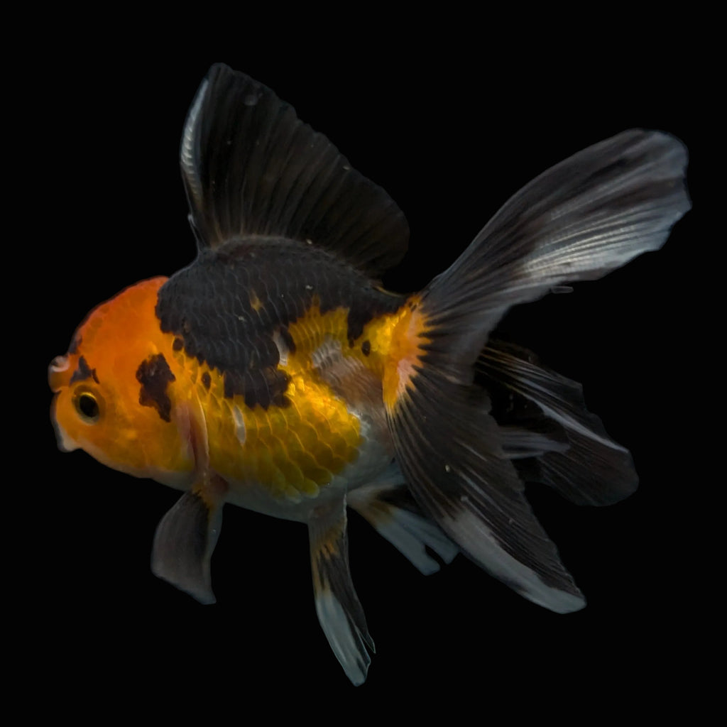 Thai Juvenile Oranda Tricolor 3"-3.5" in.  ID#626T1A-006
