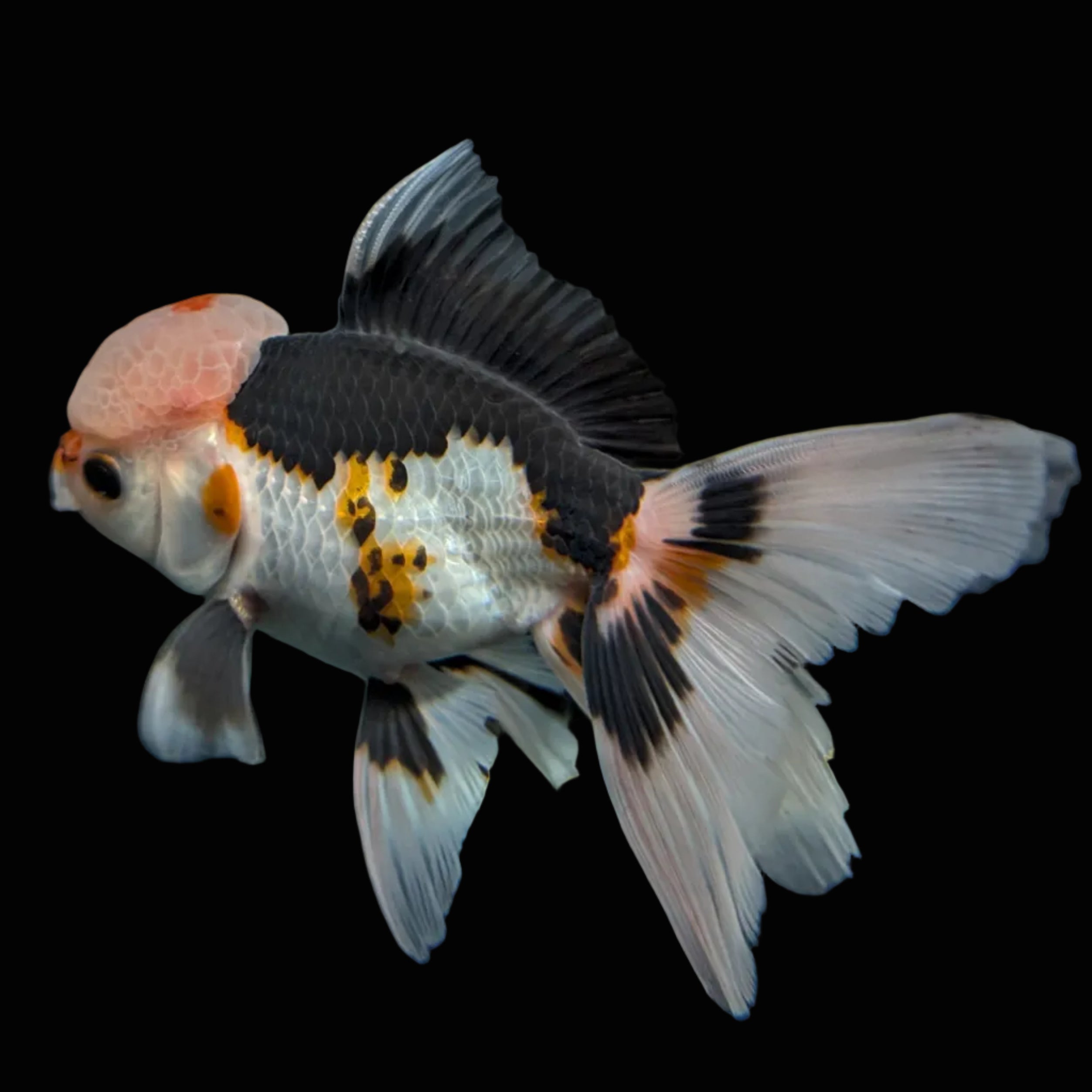 Thai Oranda Tricolor  4.5"-5"  ID#718T5B-003