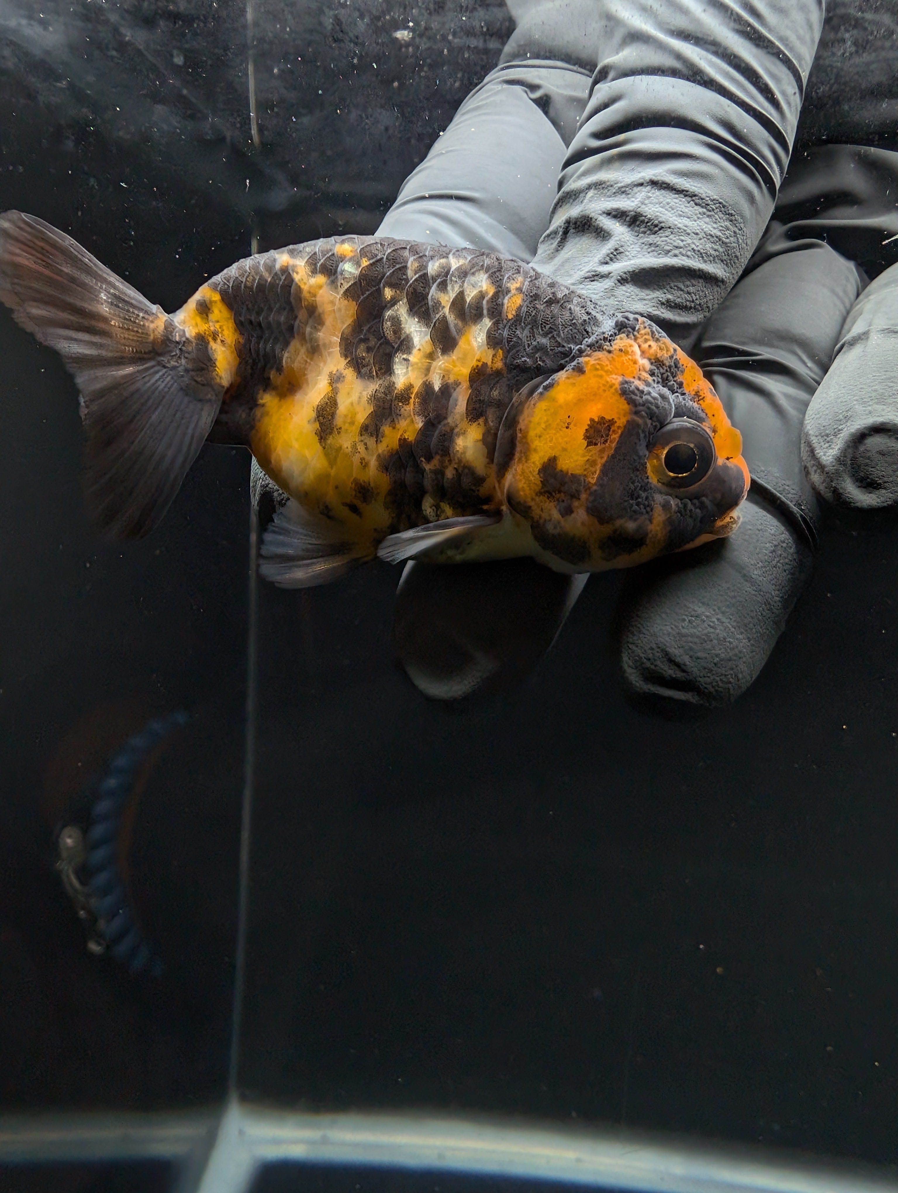 Ranchu Calico 3"-3.5" in. ID#605R4A-078