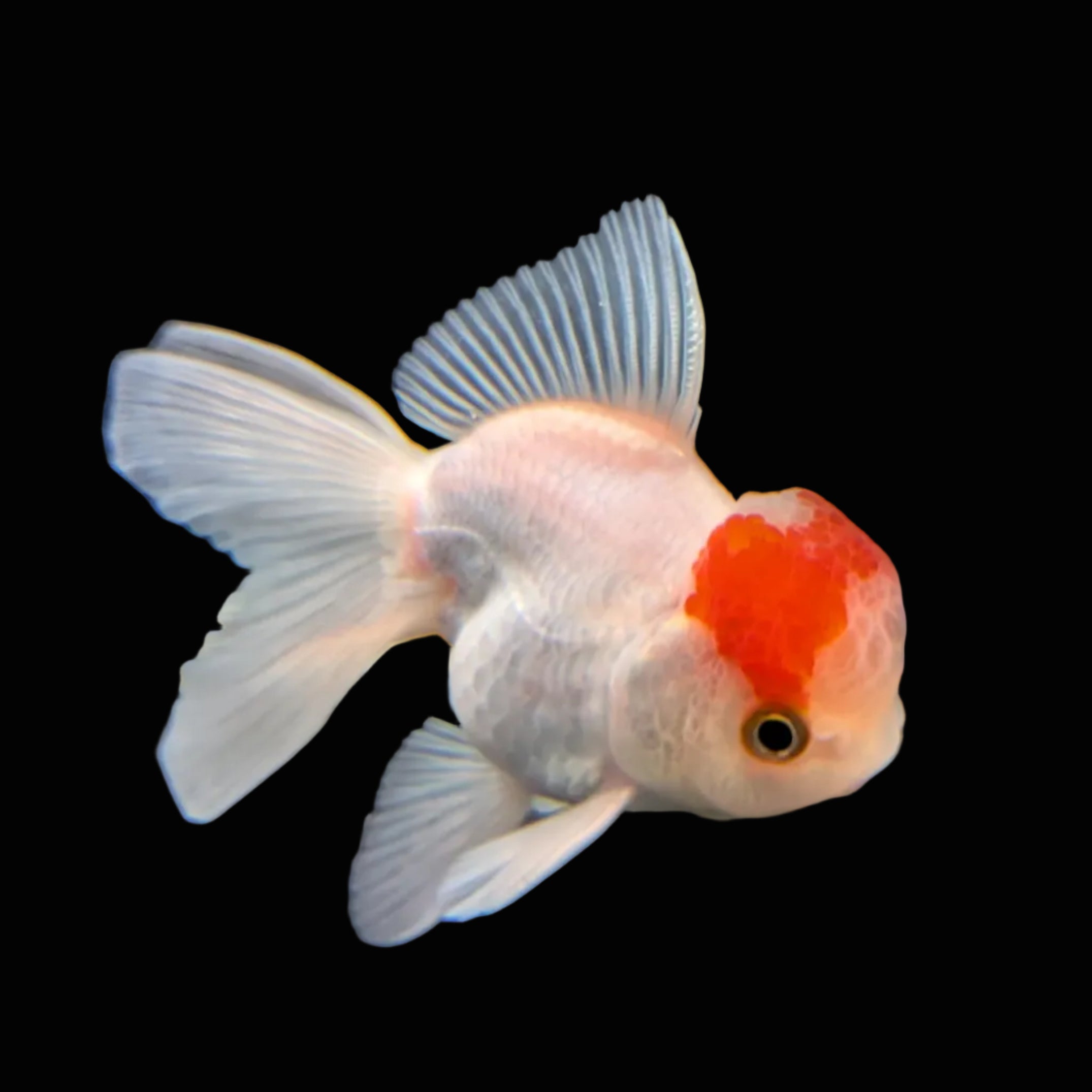 Juvenile Oranda Tricolor 3.5"-4" in.  ID#417T7A-009