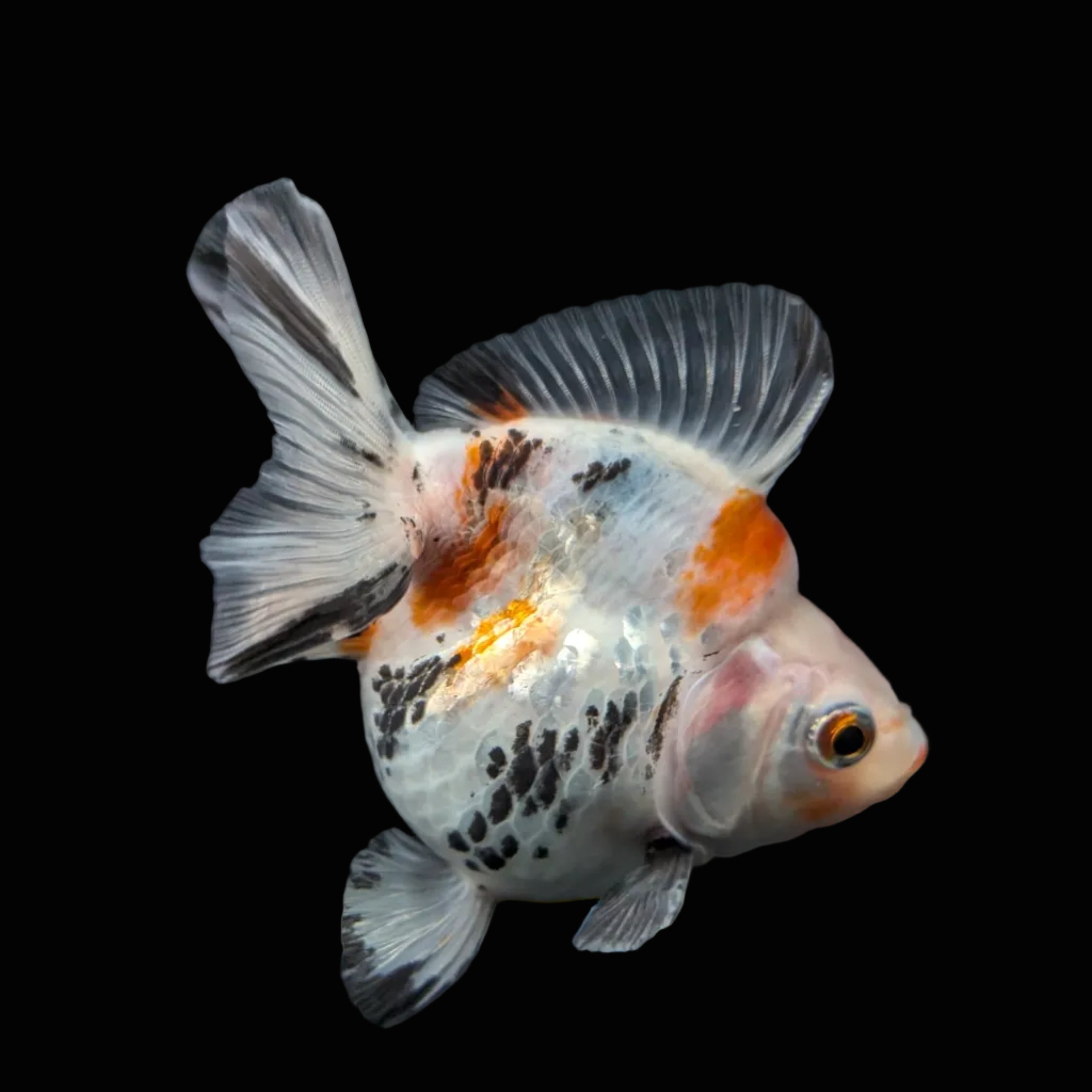 Jumbo Ryukin Short Tail Kirin Calico 4"-4.5" in. ID#4245B-001