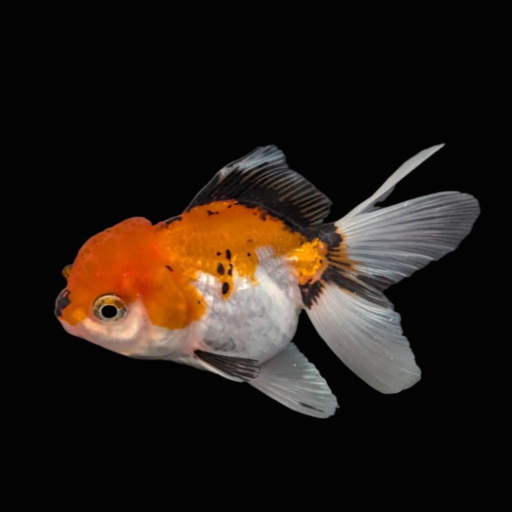 Juvenile Oranda Tricolor 3.5"-4" in.  ID#410T8A-016