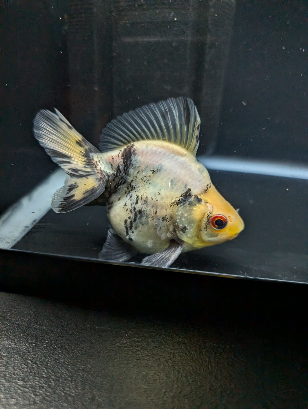 Jumbo Ryukin Short Tail White Tiger Calico 4"-4.5" in. ID#5015B-012