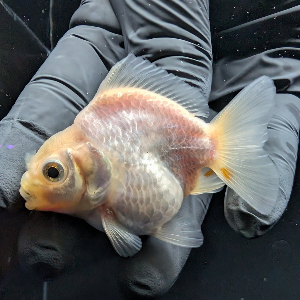 Baby Thai Shogun Oranda White 2"-2.5" in. ID#1016BSG11A-008