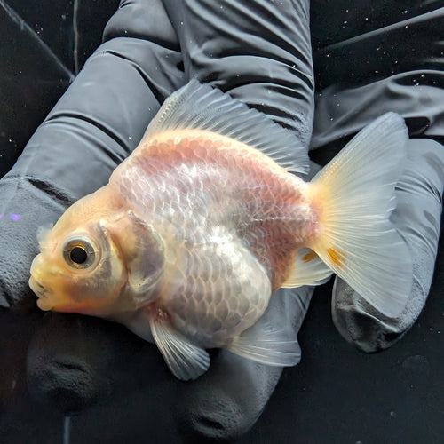 Baby Thai Shogun Oranda White 2"-2.5" in. ID#1016BSG11A-008