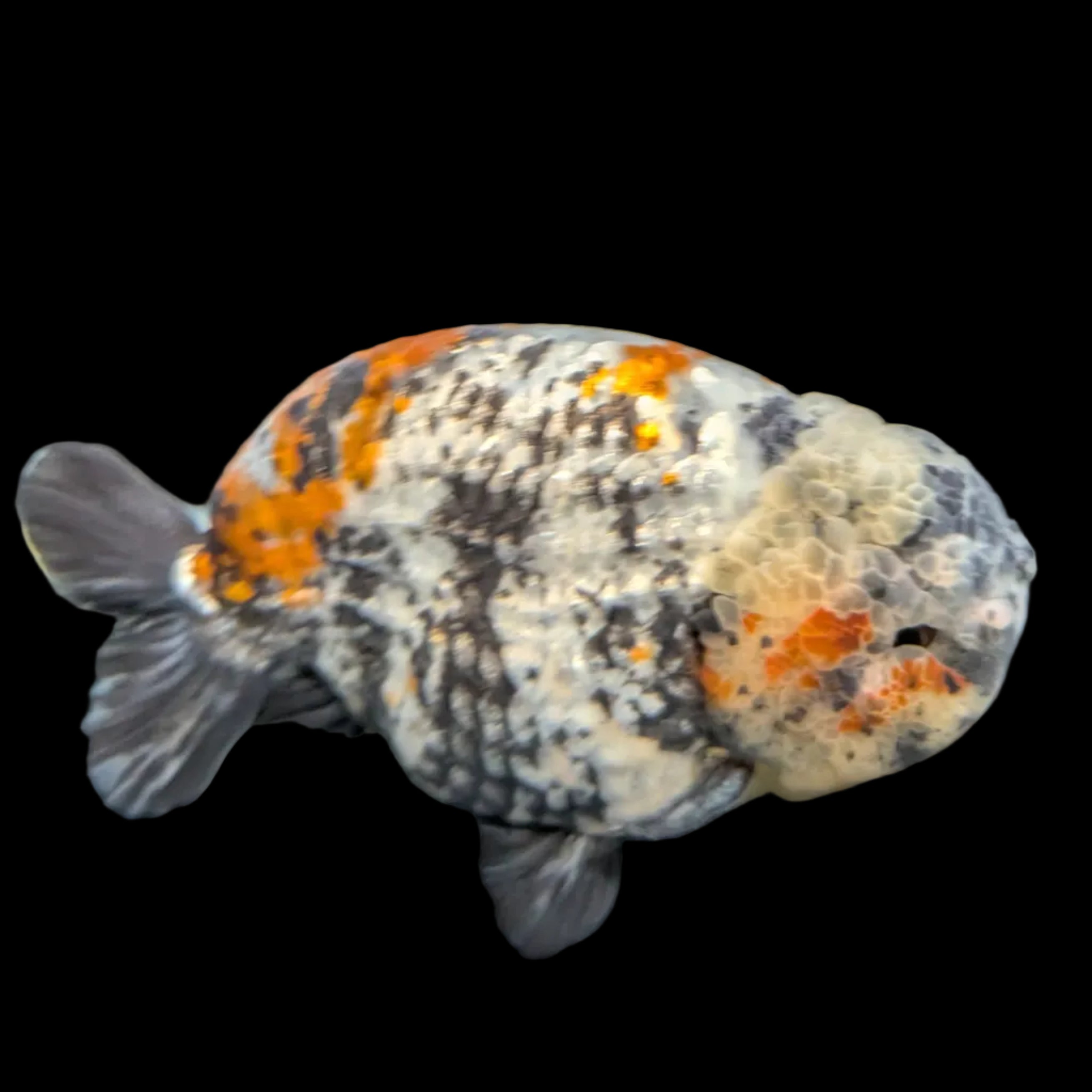 Jumbo Ranchu AA Grade *Special Color Tiger Granite Calico 5.5"-6" in. ID#116R4B-09
