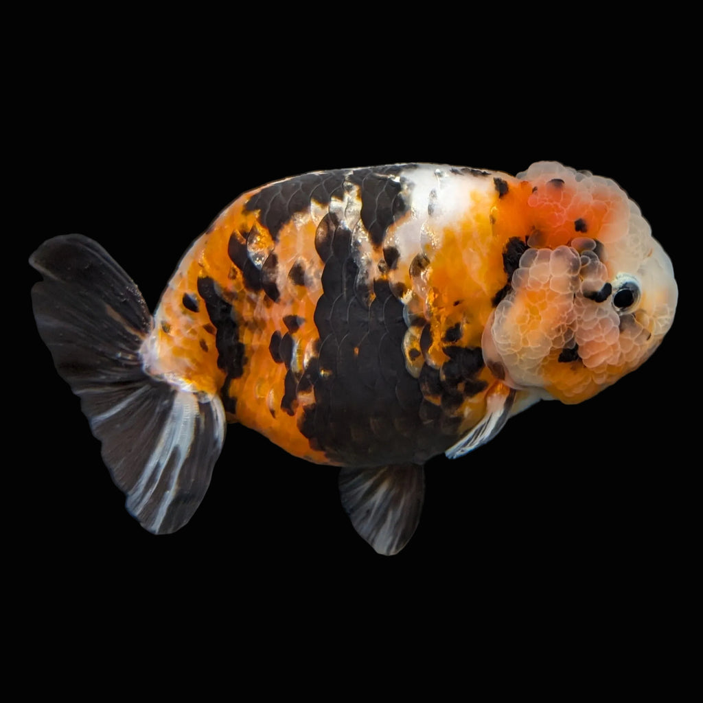 Jumbo Ranchu Milk Cow Calico 4.5"-5" in. ID#814R8A-021