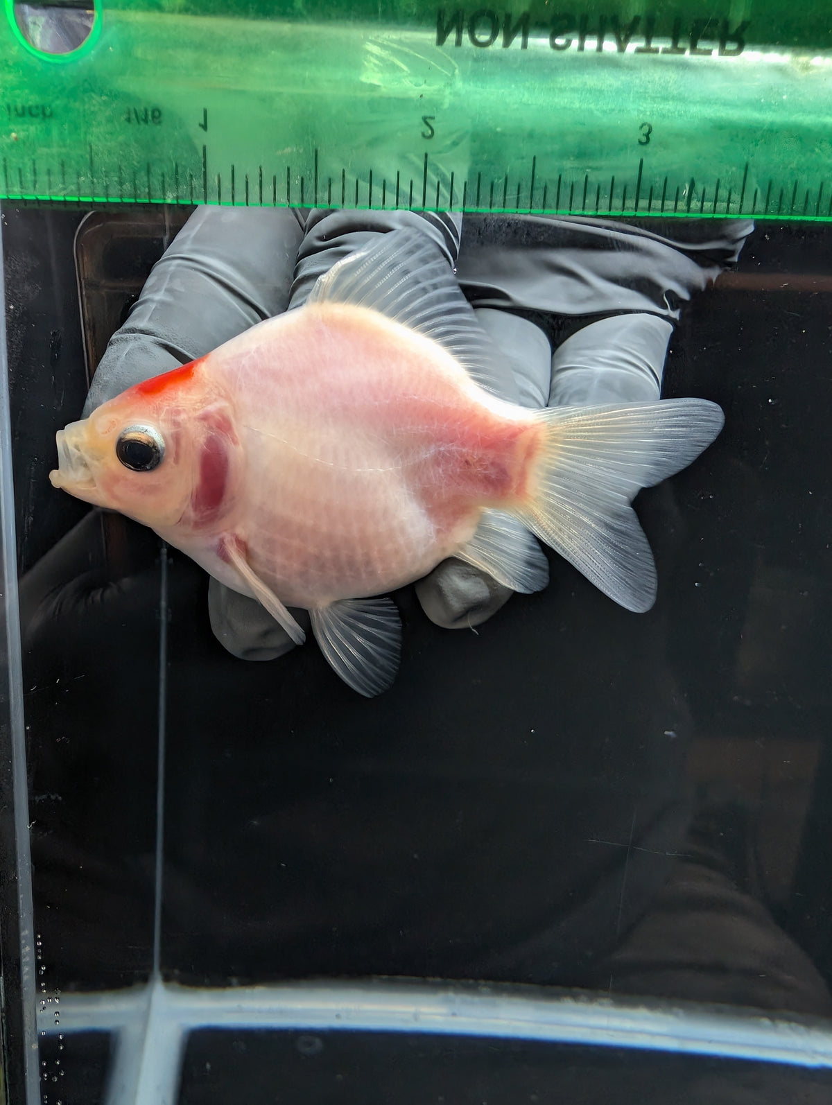 Tamasaba Tancho Red White 3.5"in. ID#1023TM1B-027