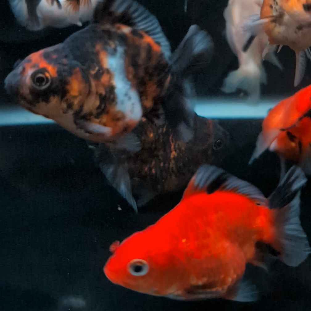 BULK 5PACK - Baby Thai Shogun Oranda Mix Color 2"-2.5" in. *Assorted Dealers Choice