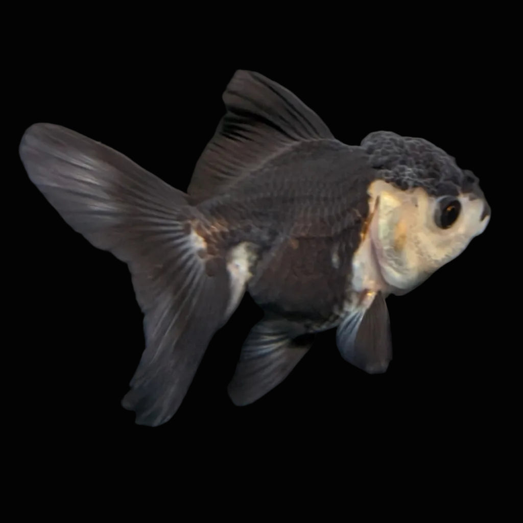 Thai Baby Oranda Panda 3"in.  ID#807T1A-003