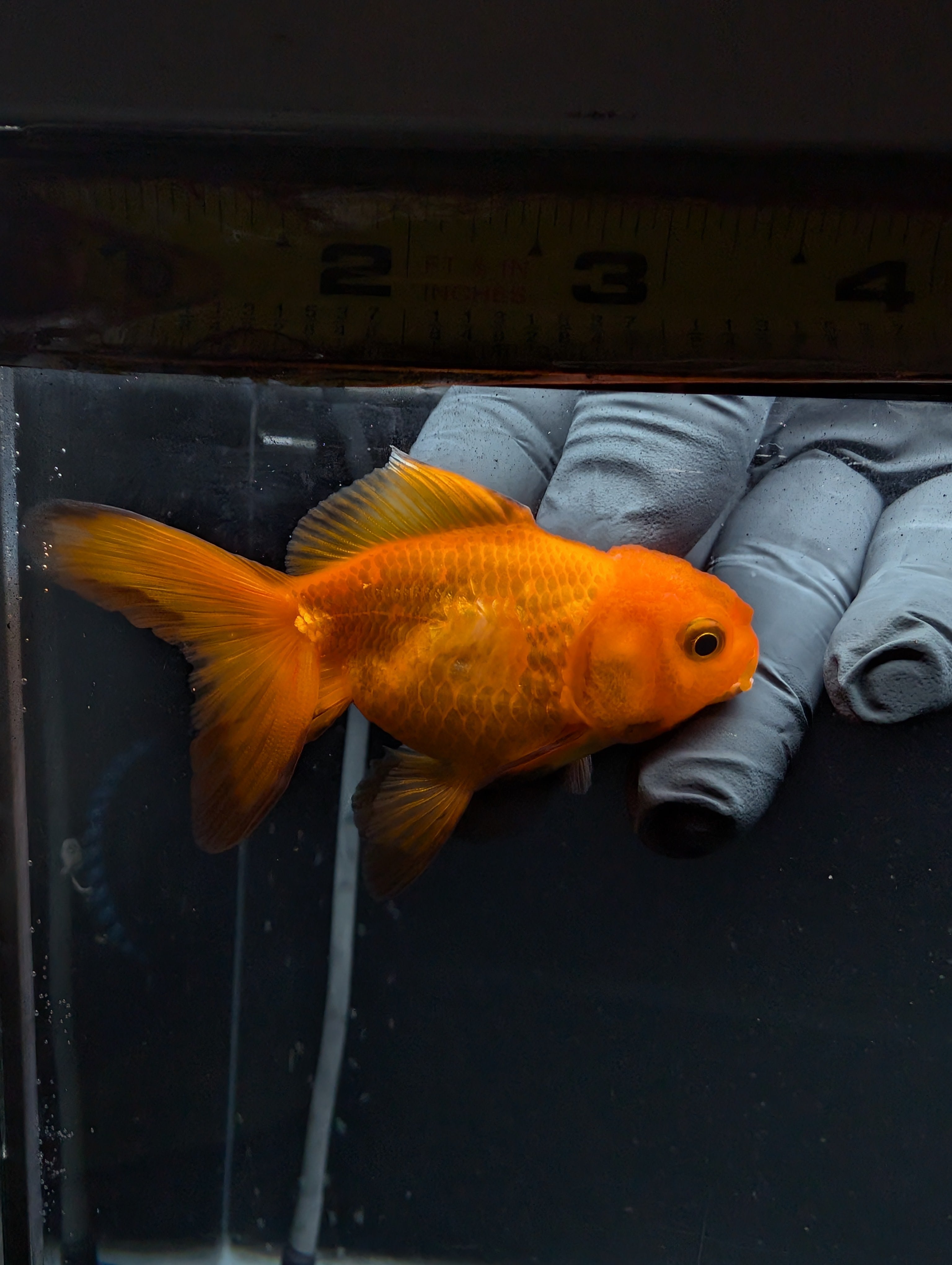 Juvenile Oranda Red Black 3"-3.5"in.  ID#529T1A-059