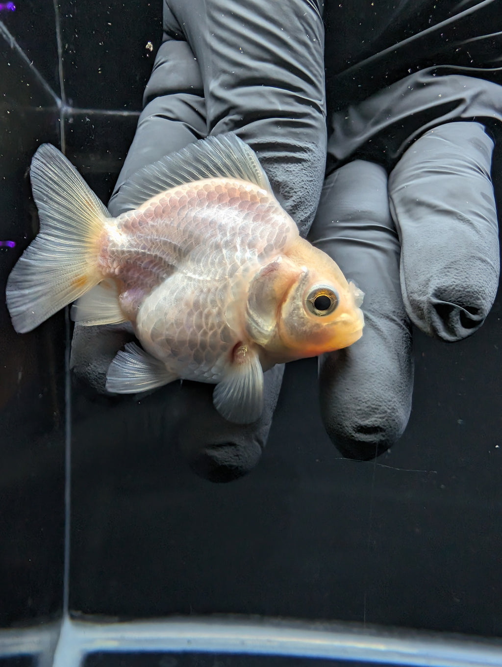 Baby Thai Shogun Oranda White 2"-2.5" in. ID#1016BSG11A-008