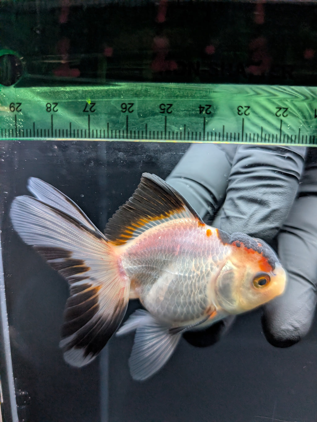 Thai Juvenile Oranda Tricolor 3"-3.5" in.  ID#717T1A-004