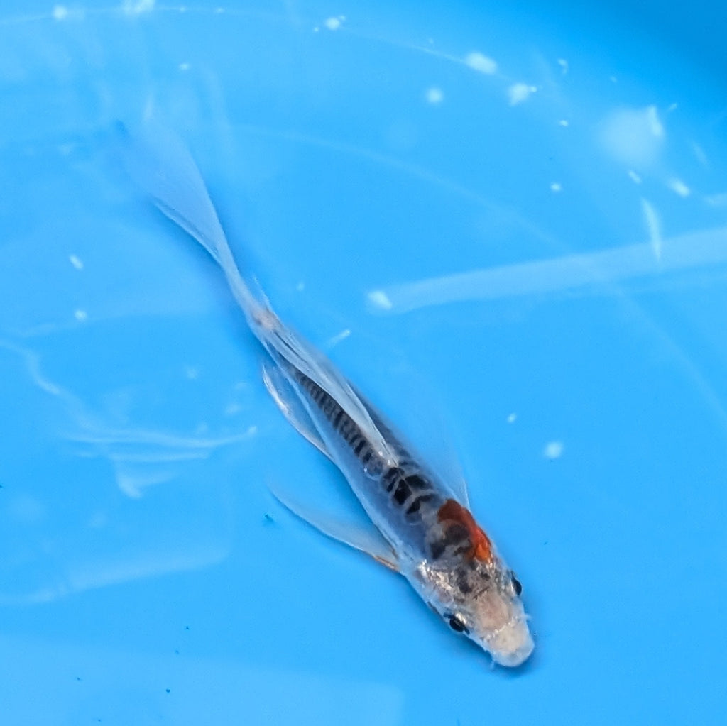Shusui Butterfly Koi  5"-6" in. ID#727BFK-006