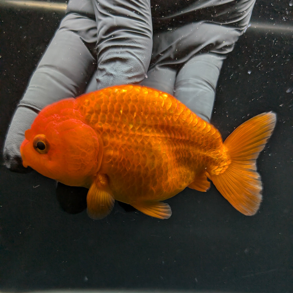 Ranchu Red White 4"in. ID#828R4A-026