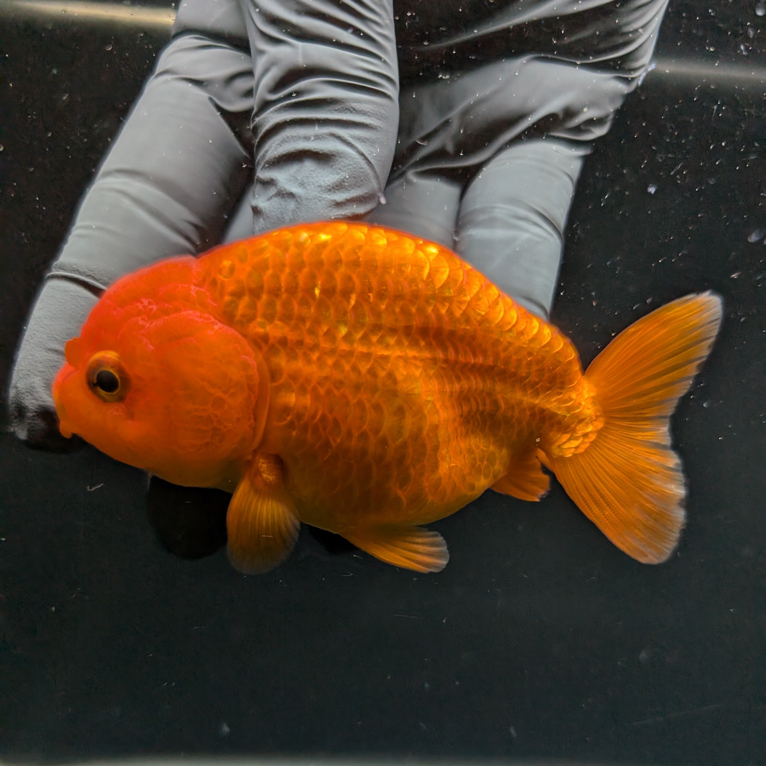 Ranchu Red White 4"in. ID#828R4A-026