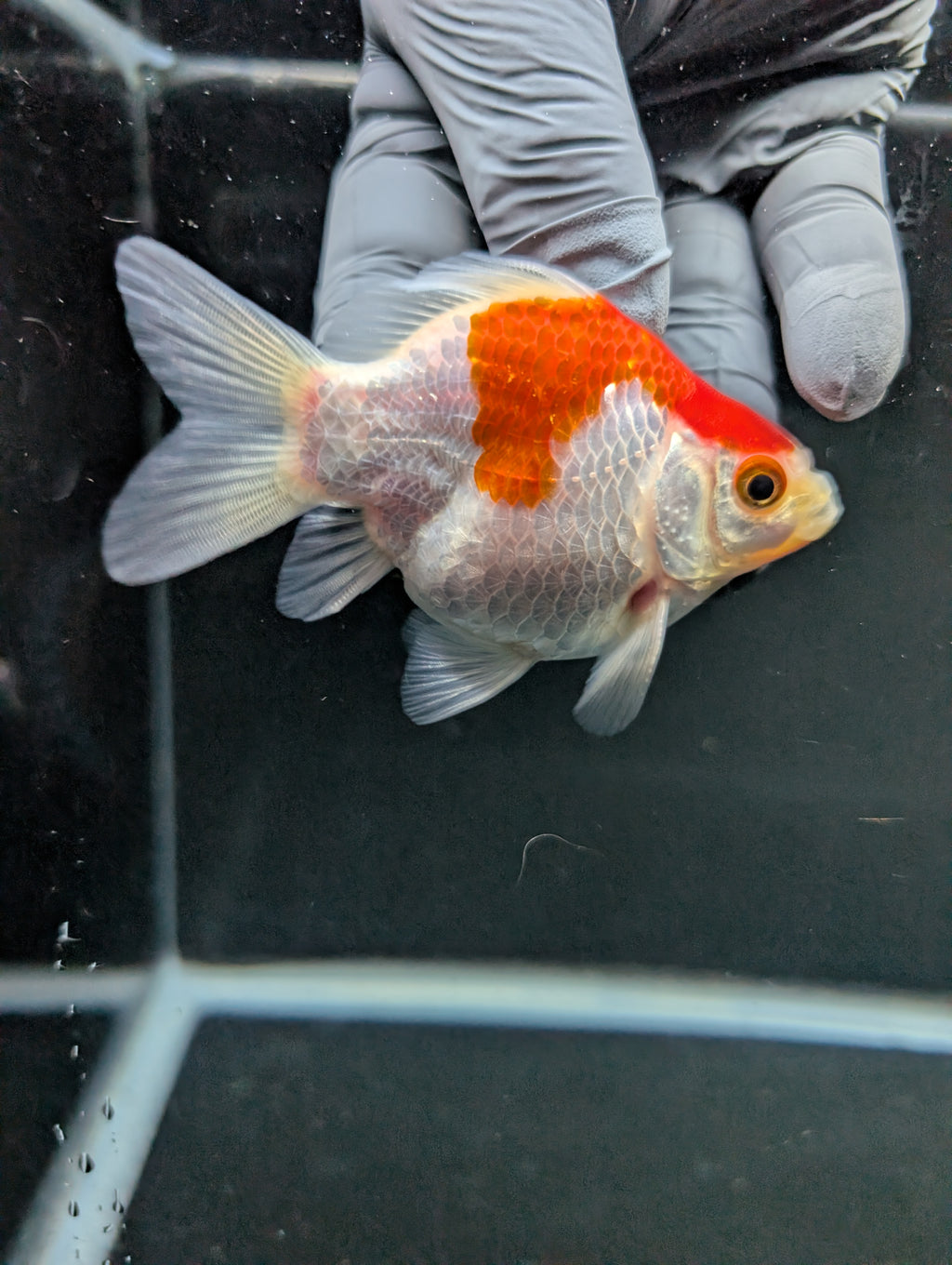 Tamasaba Red White 3"-3.5" in. ID#1009TM1B-007
