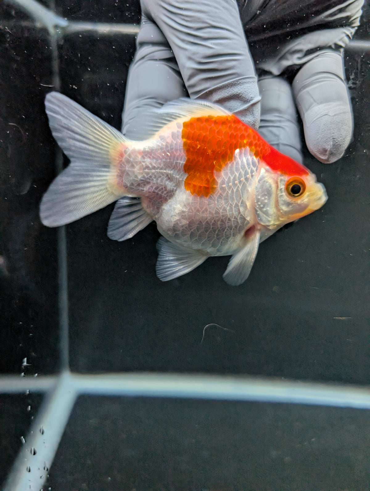 Tamasaba Red White 3"-3.5" in. ID#1009TM1B-007