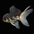 Thai Juvenile Oranda Panda 3.5"-4"in.  ID#724T1A-024