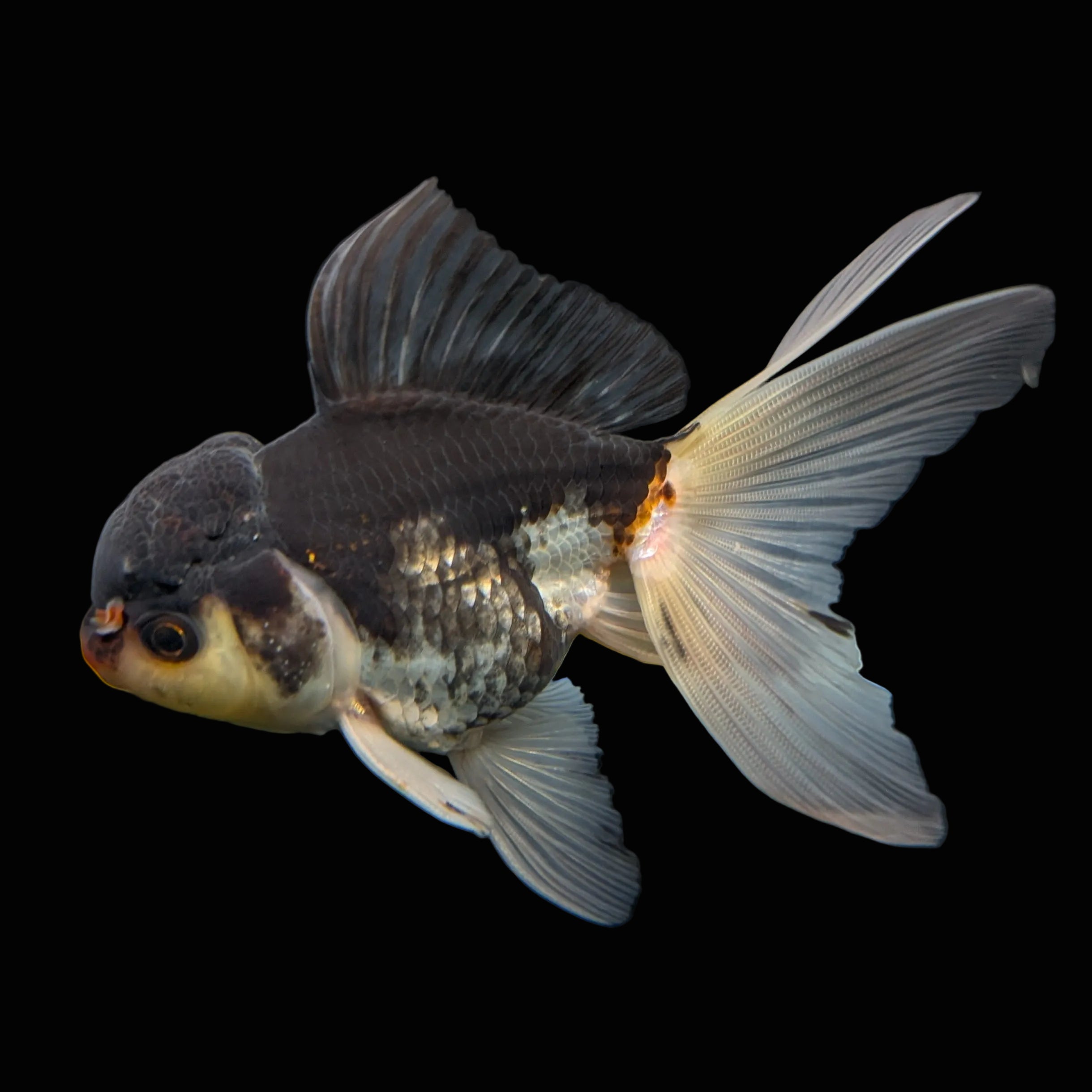 Thai Juvenile Oranda Panda 3.5"-4"in.  ID#724T1A-024