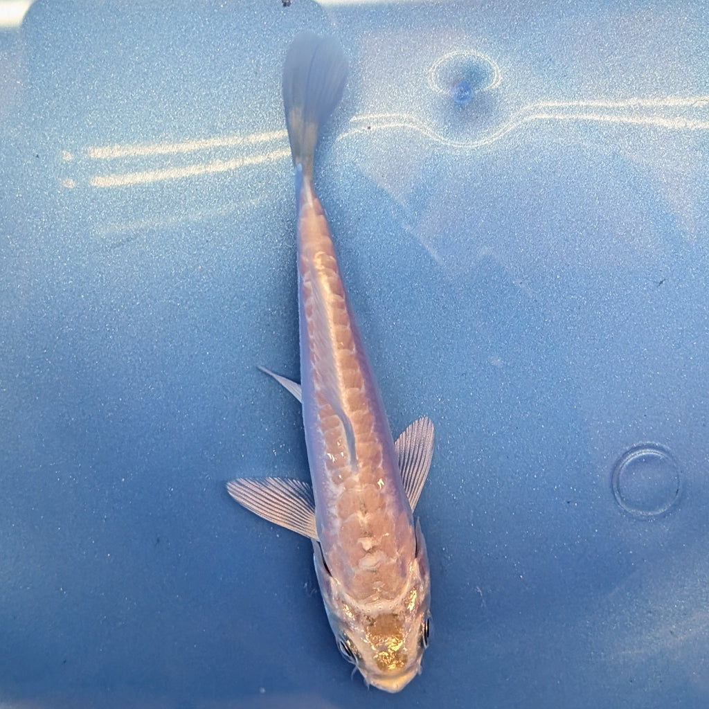 Doitsu Platinum Ogon Koi  4"in. ID#806BFK-018