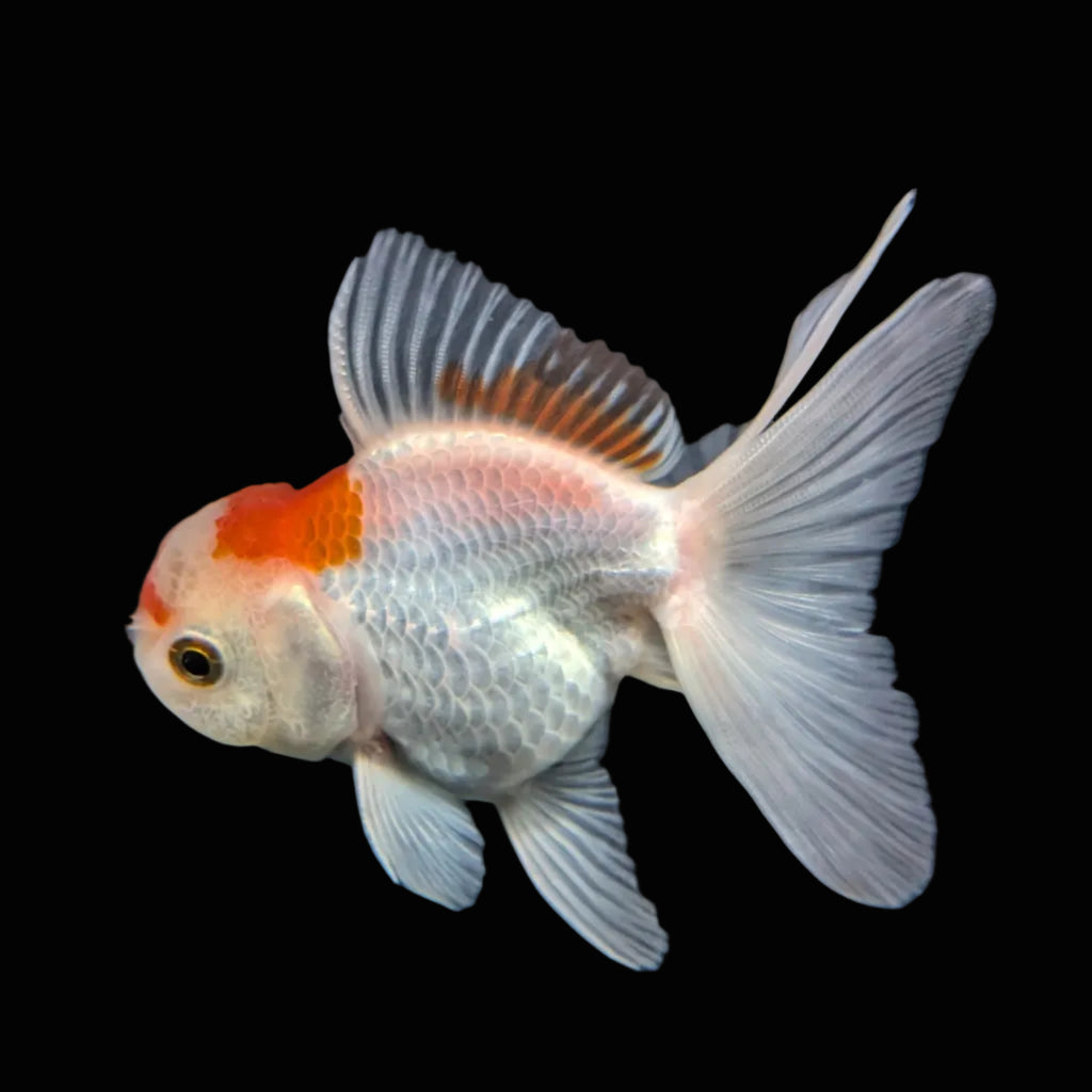 Juvenile Oranda Tricolor 3.5"-4" in.  ID#508T2A-026
