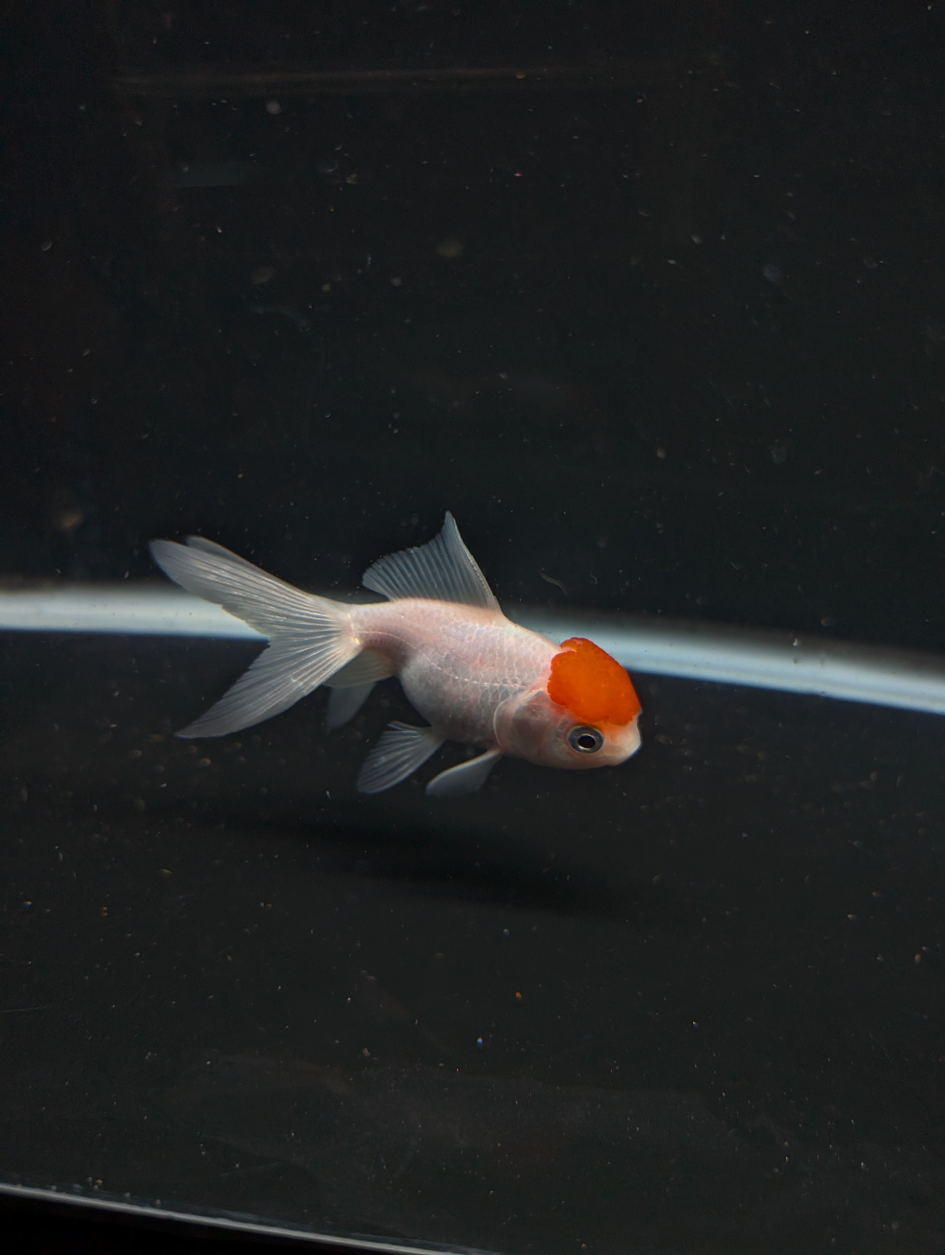 Juvenile Oranda  Red Cap 3"-3.5"in.  ID#619T1A-020