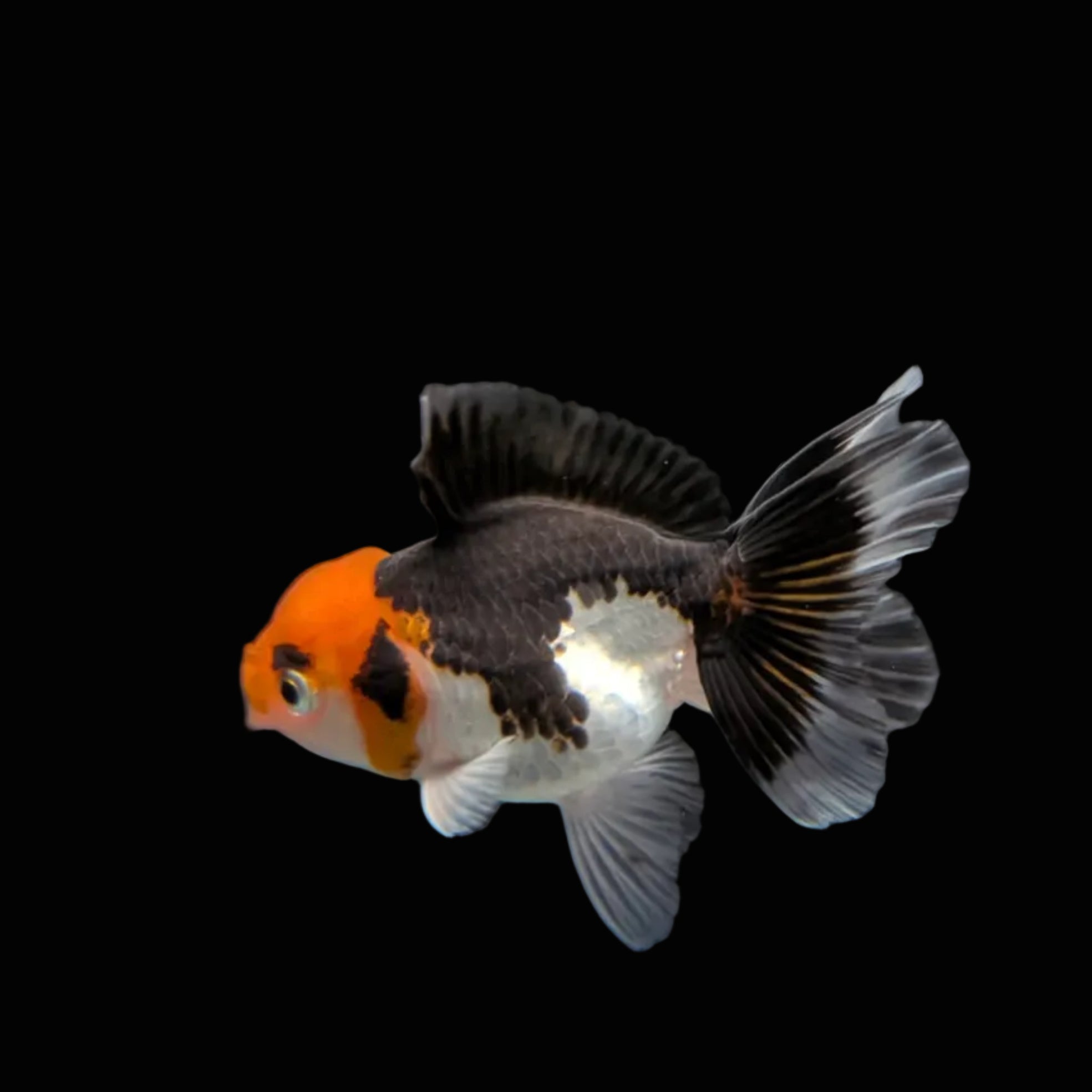 Juvenile Oranda Tricolor 3.5"-4" in.  ID#320T13b-002