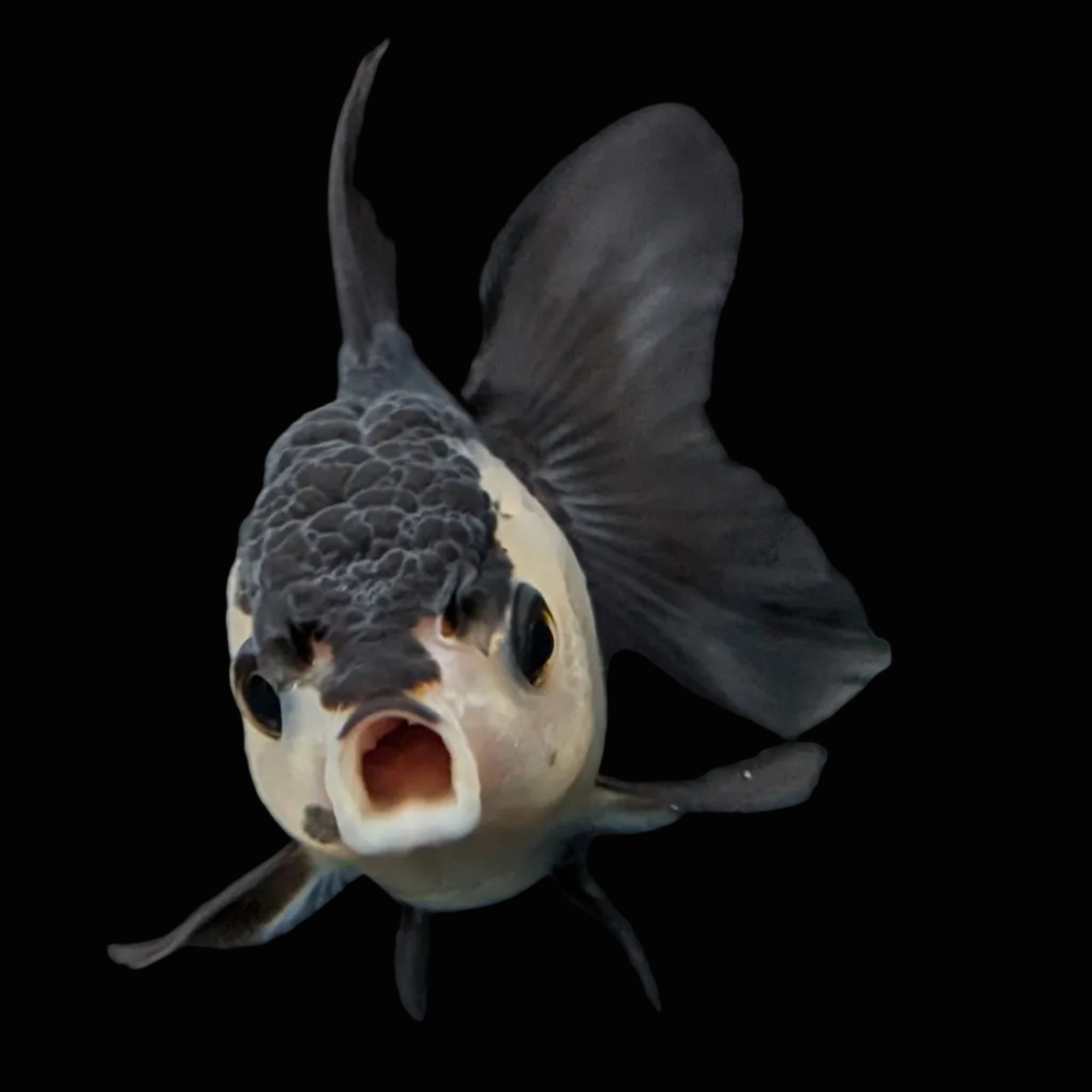 Thai Baby Oranda Panda 3"in.  ID#807T1A-003