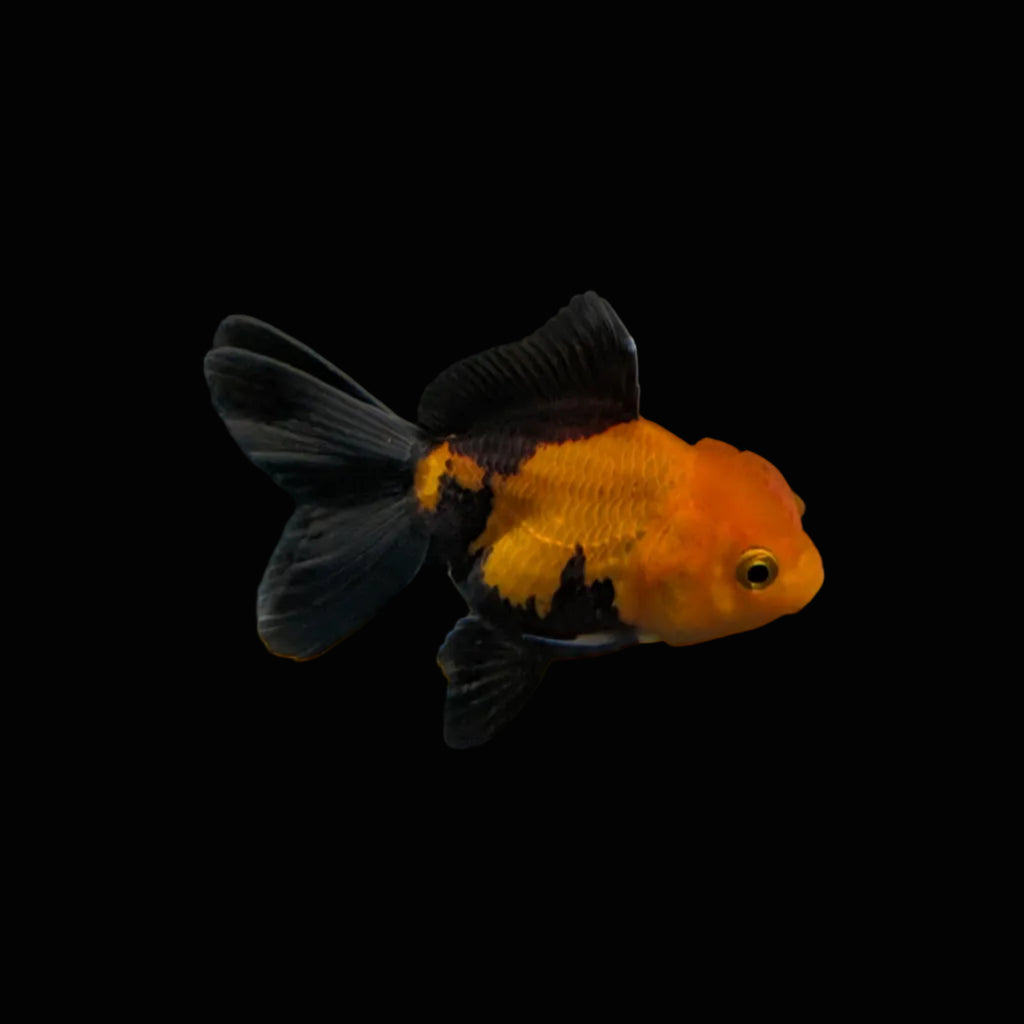 Juvenile Oranda Tricolor 3.5"-4" in.  ID#320T13b-006