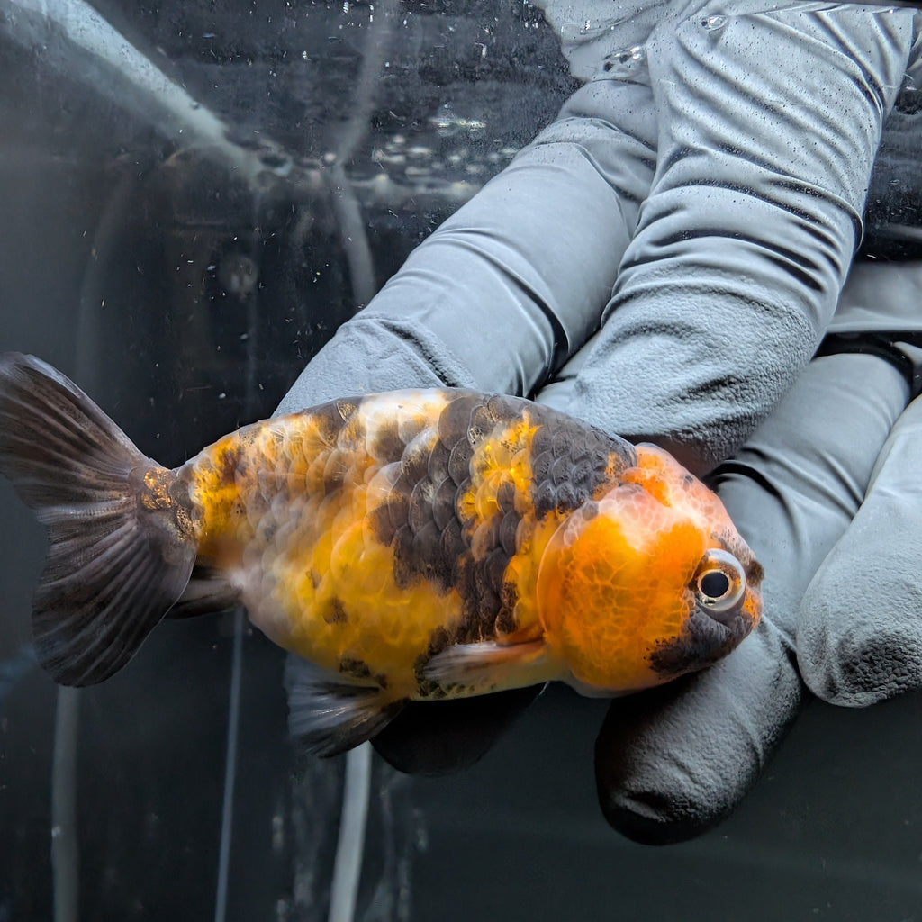 Ranchu Calico 3"-3.5" in. ID#522R4A-009