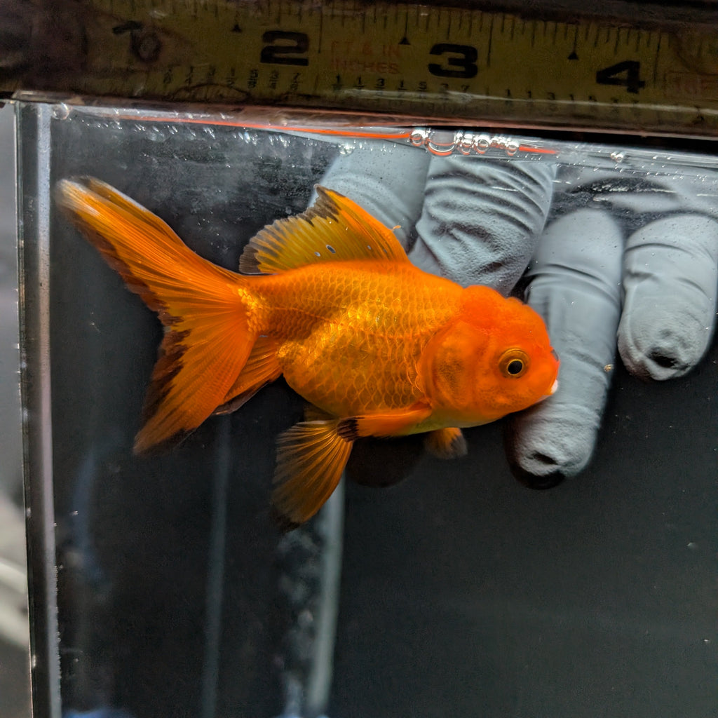 Juvenile Oranda Red Black 3"-3.5"in.  ID#515T2A-005