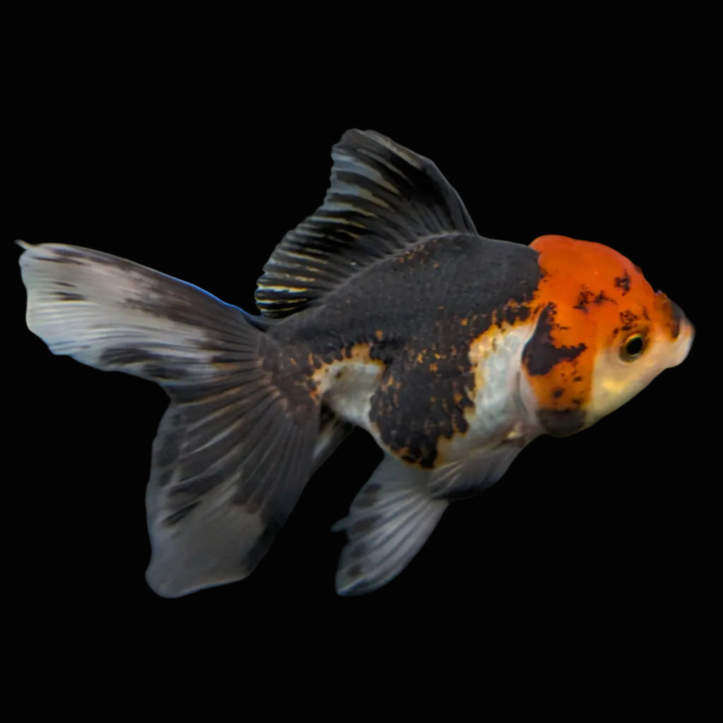 Thai Juvenile Oranda Tricolor 3.5"-4"in.  ID#724T1A-021