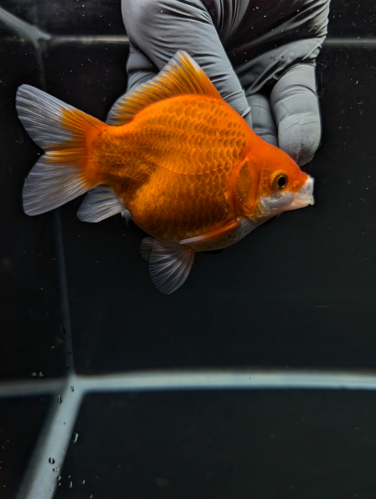Tamasaba Red White 3"-3.5" in. ID#1009TM1B-004