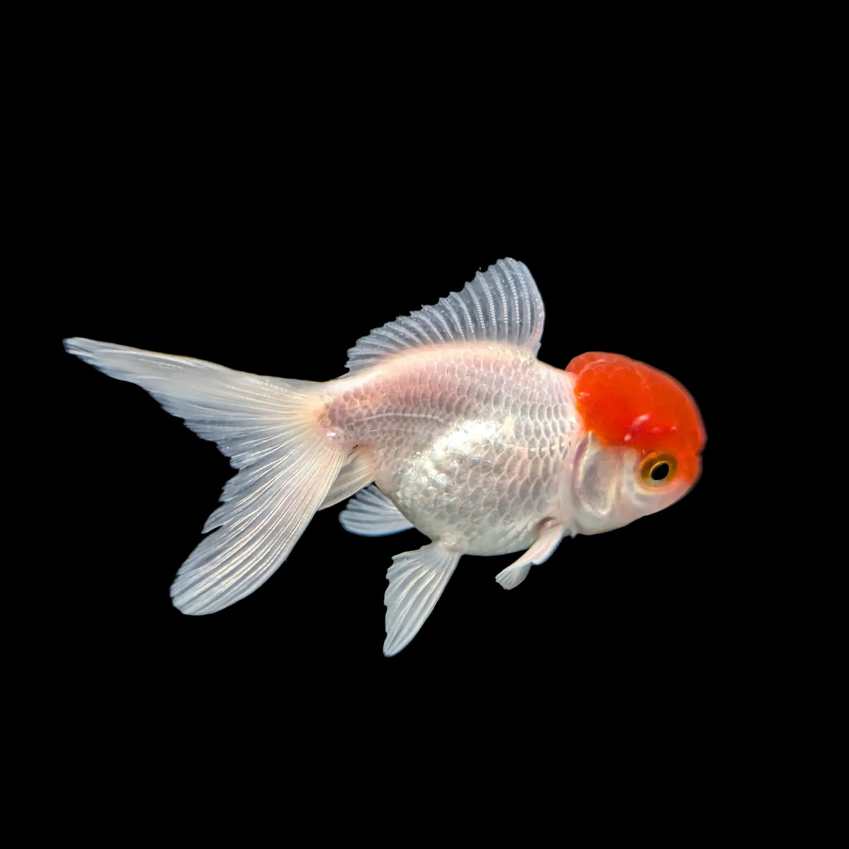 Single - Baby Oranda Red Cap 2"-2.5" *Assorted Dealers Choice