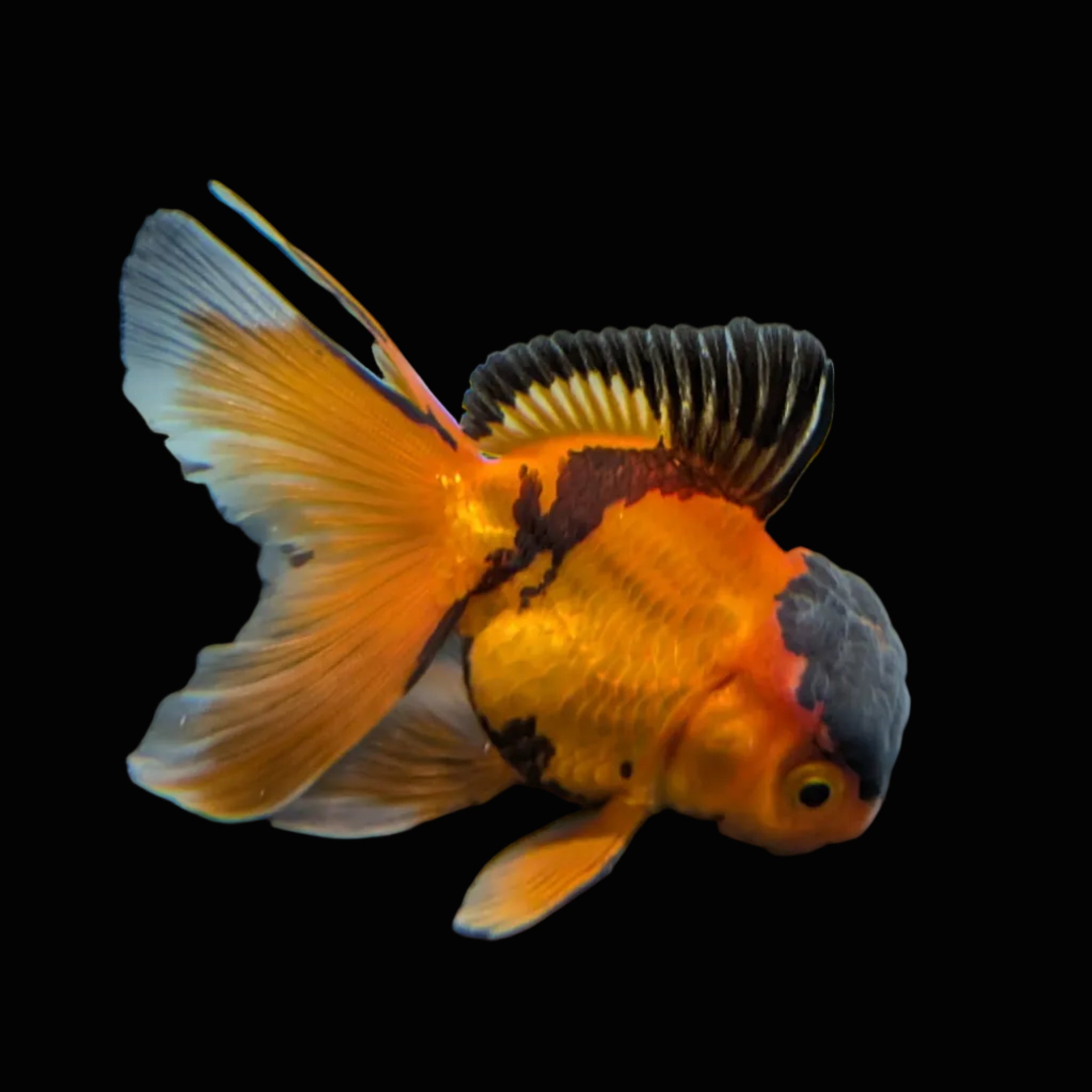 Juvenile Oranda Tricolor 3.5"-4" in.  ID#320T13b-016
