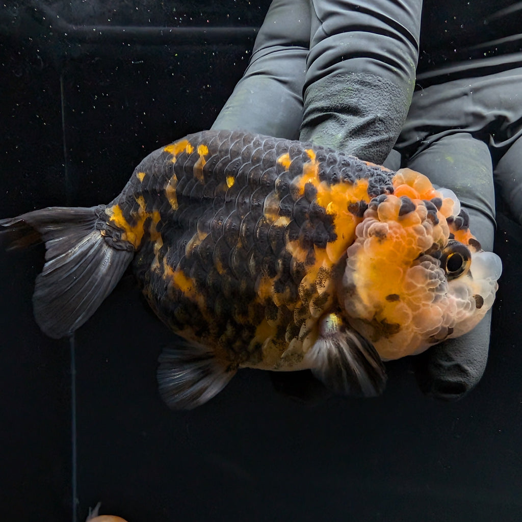 Jumbo Ranchu Calico 3.5"- 4" in. ID#710R8A-023