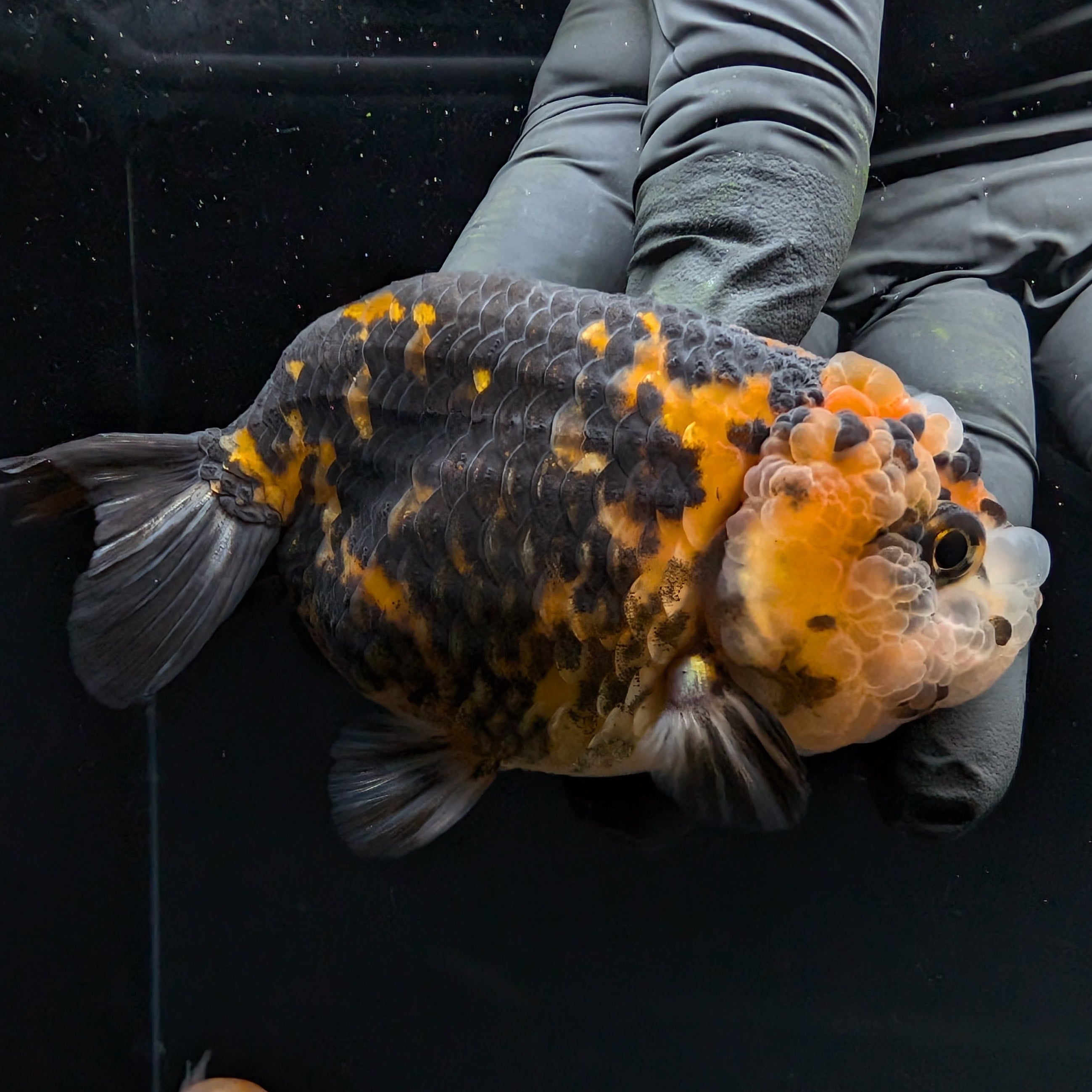 Jumbo Ranchu Calico 3.5"- 4" in. ID#710R8A-023