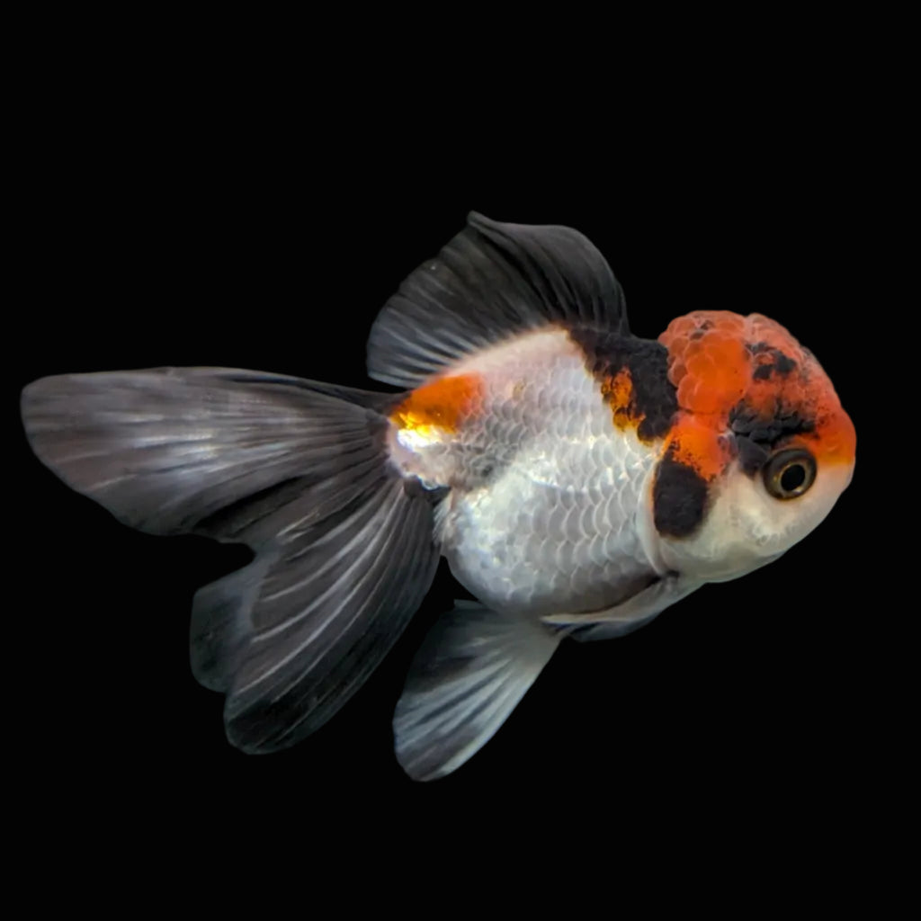 Juvenile Oranda Tricolor 3.5"-4" in.  ID#424T1A-009