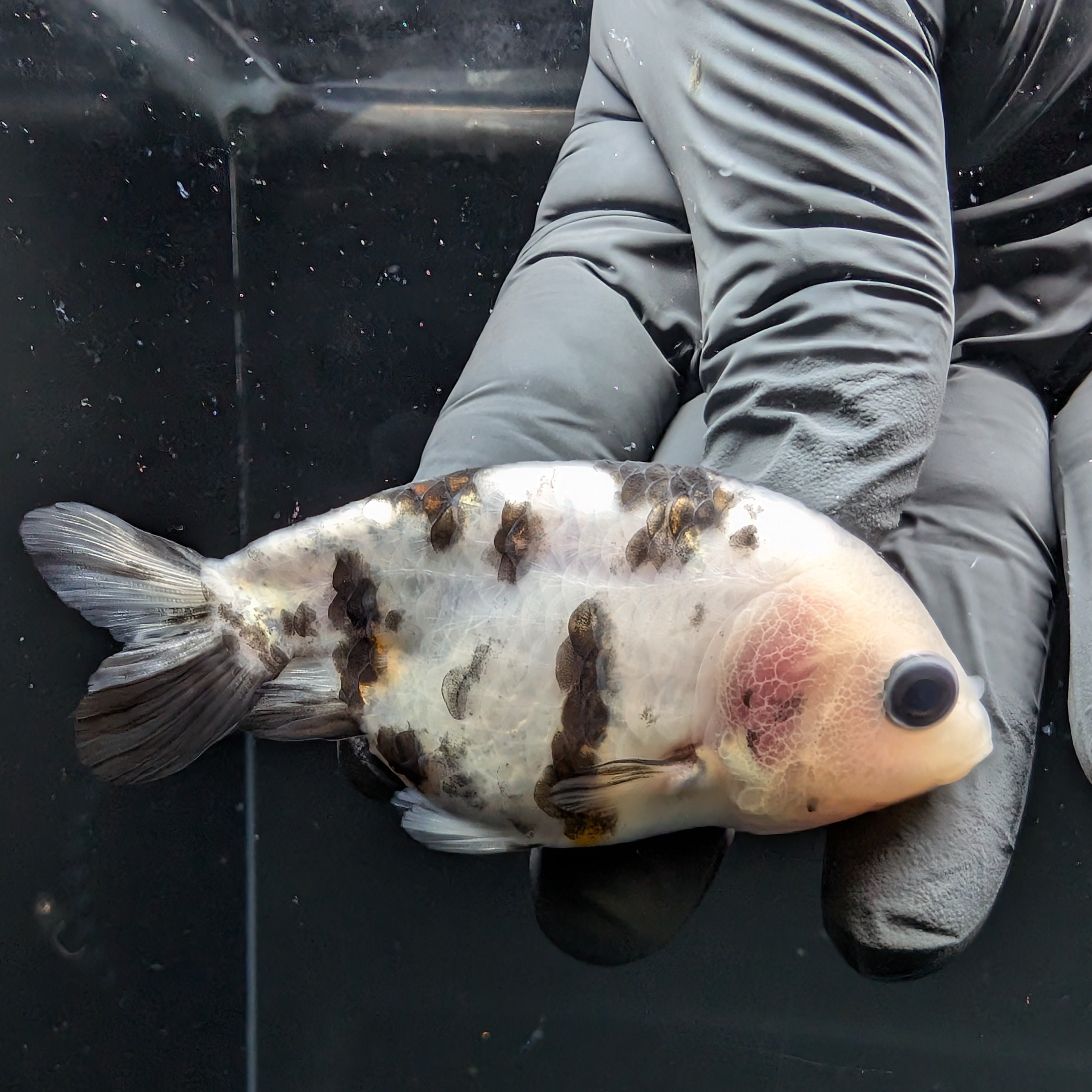 Ranchu Calico 2.5"-3" in. ID#724R4A-029