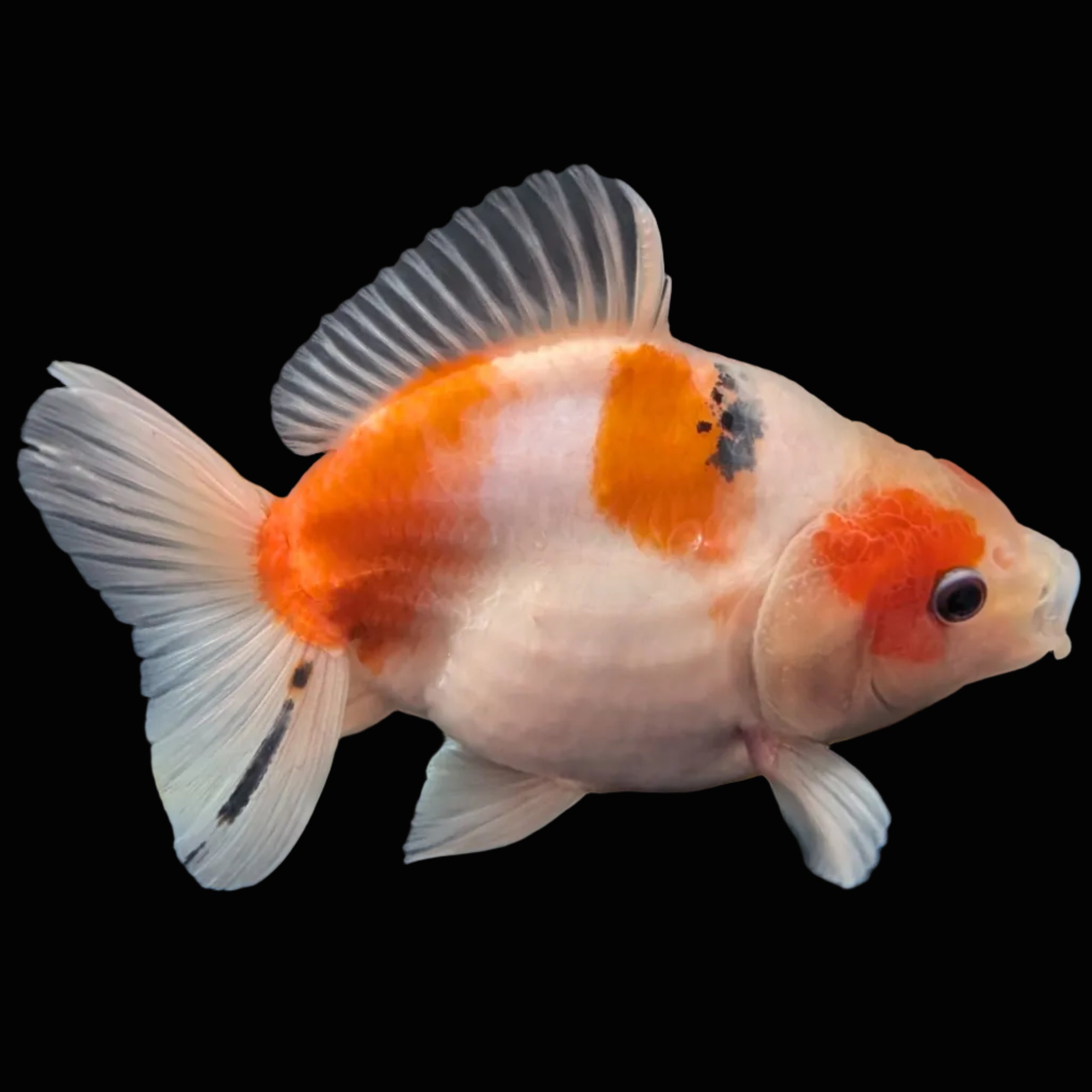 Jumbo Oranda Yuan Bao Sakura   4"-4.5"in. ID#807SB13A-003