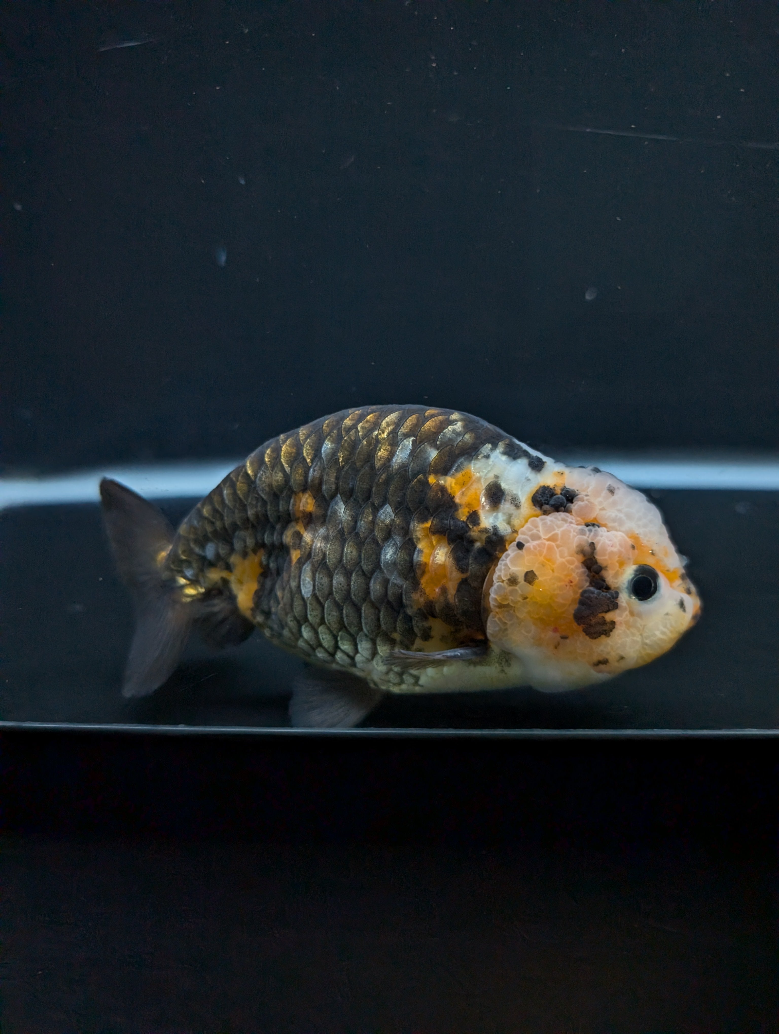 Jumbo Ranchu Calico 4.5"-5" in. ID#828R8A-055