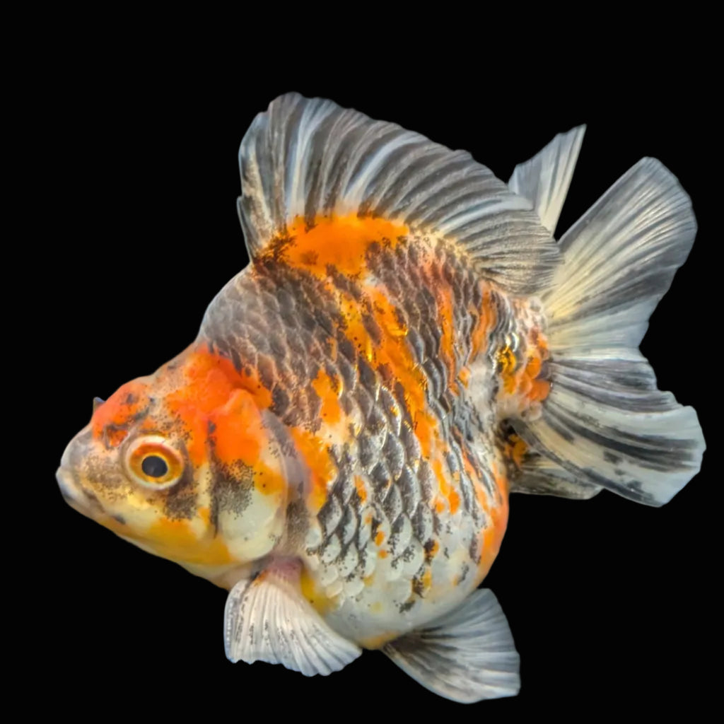 Jumbo Ryukin Short Tail Kirin Calico 4"-4.5" in. ID#3204B-001