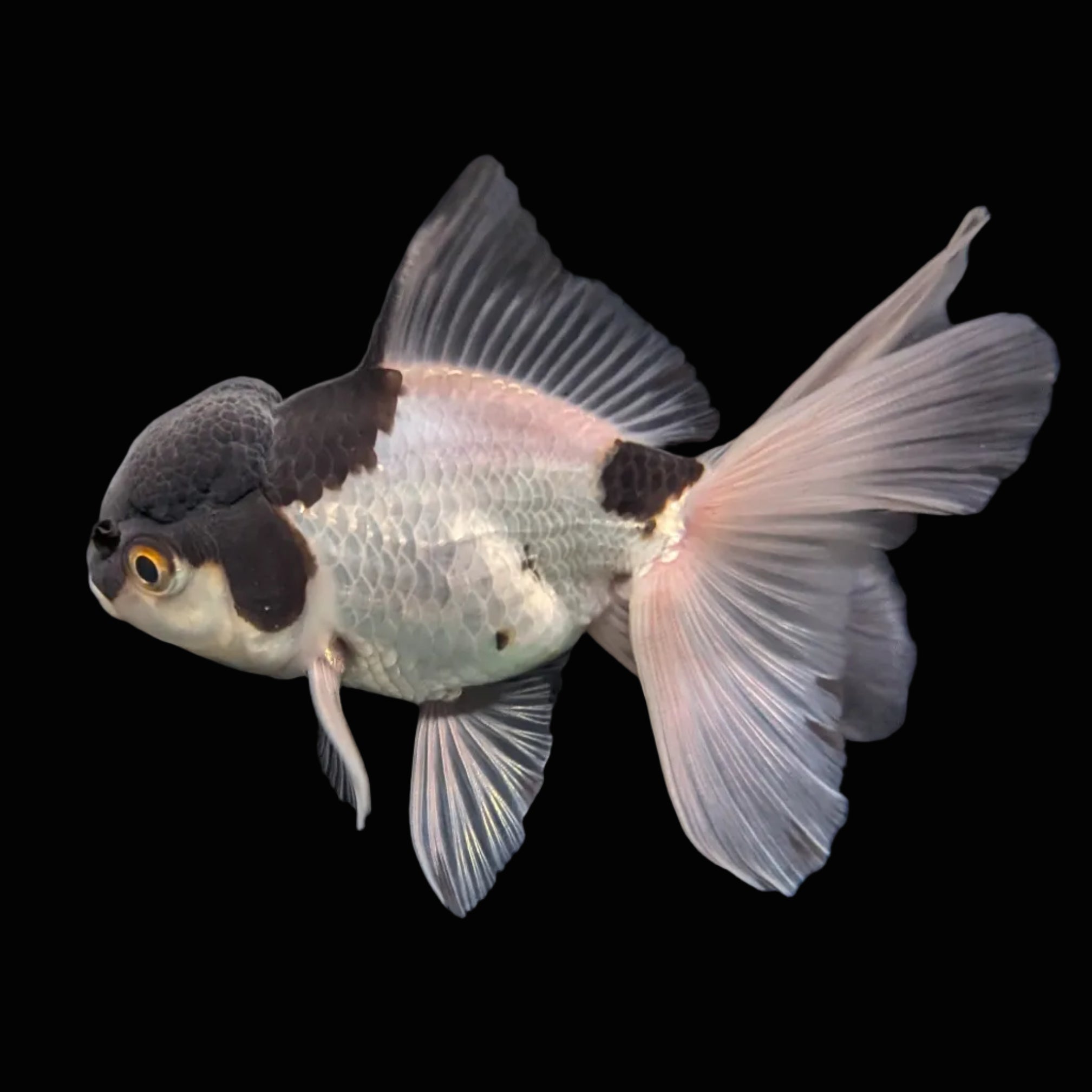 YOSHI *Boss 501 Juvenile Oranda Tricolor 3.5"-4" in.  ID#501T2A-008