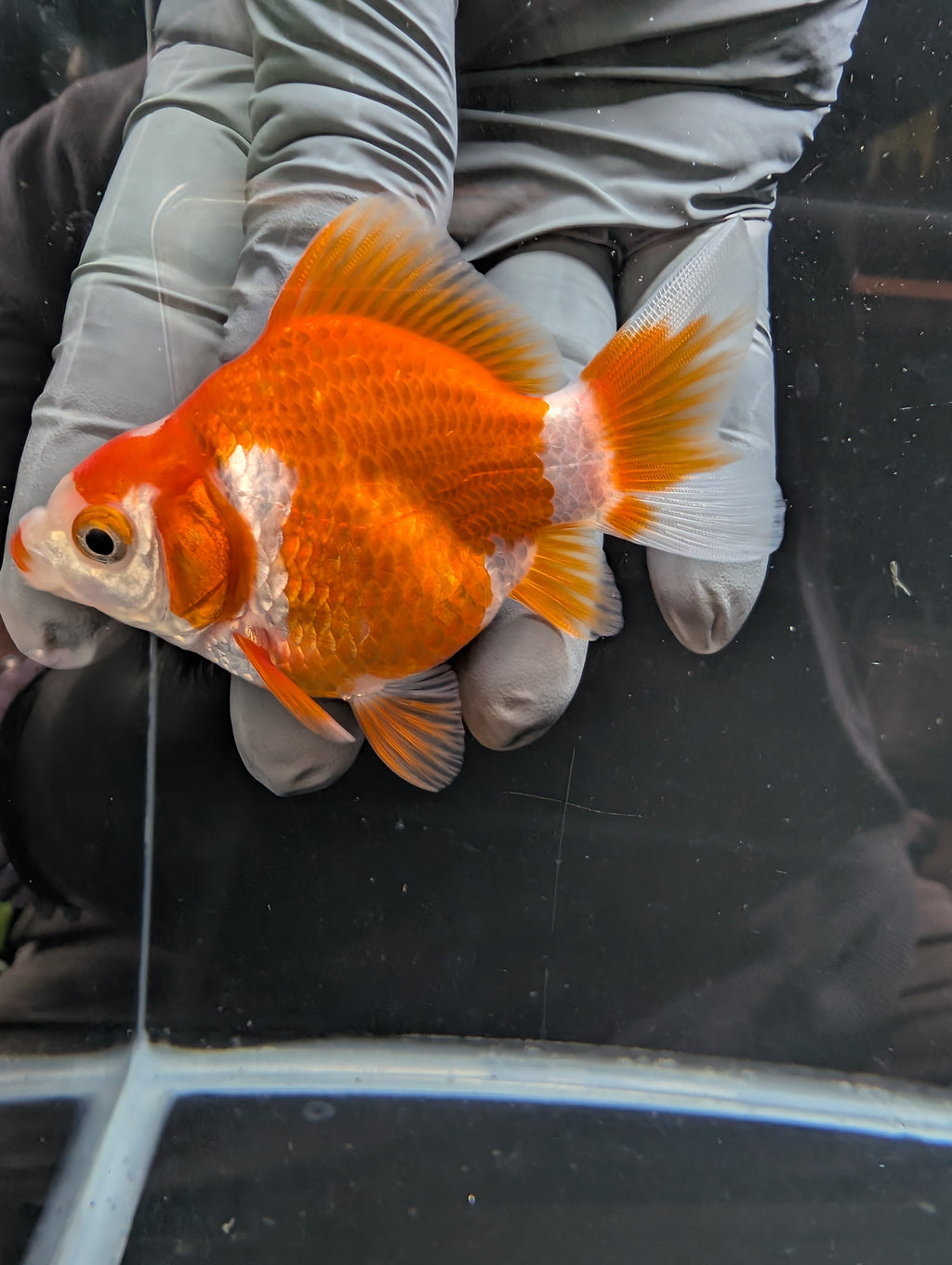 Tamasaba Red White 3.5"in. ID#1023TM1B-034