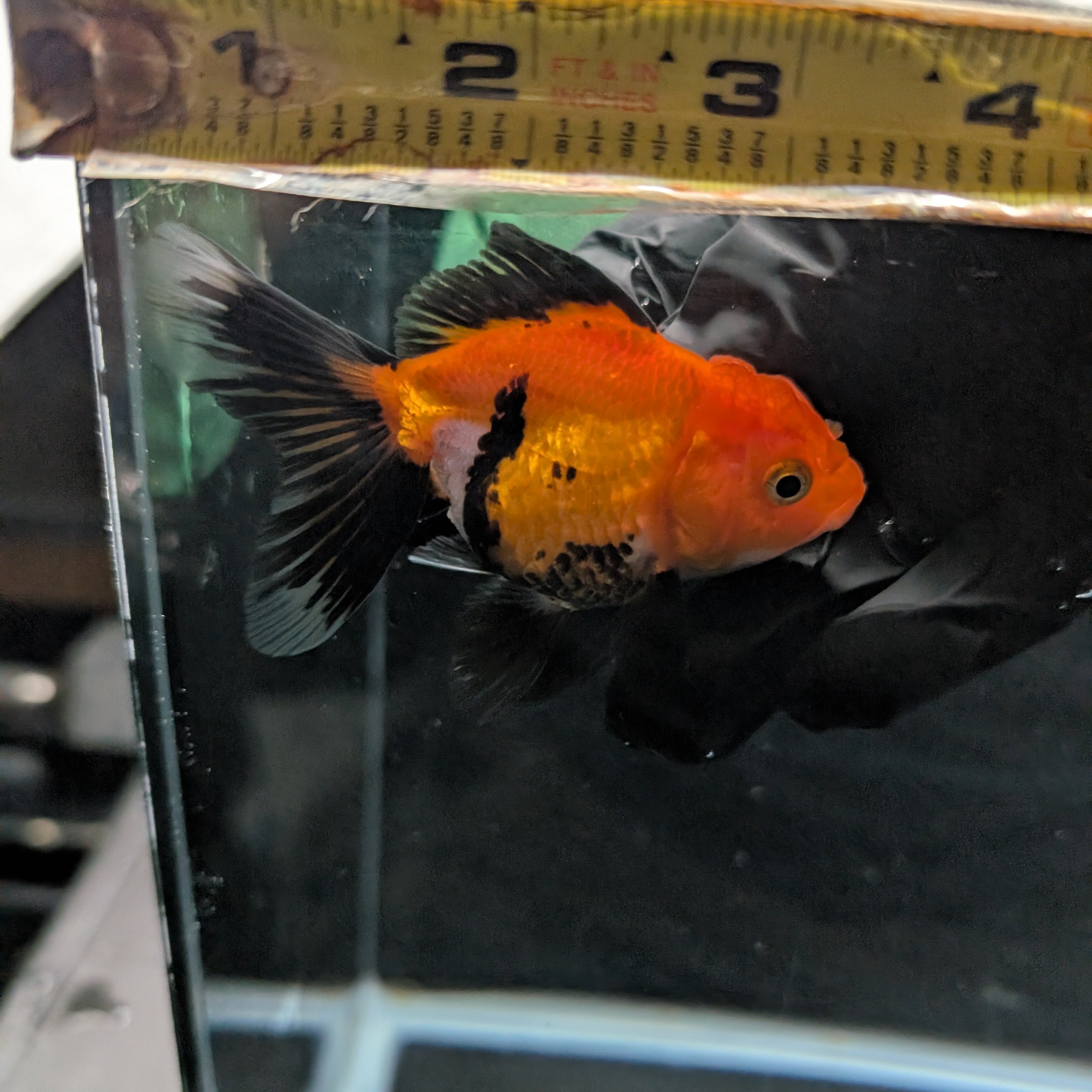 Juvenile Oranda Tricolor 3.5"-4" in.  ID#327T13b-039
