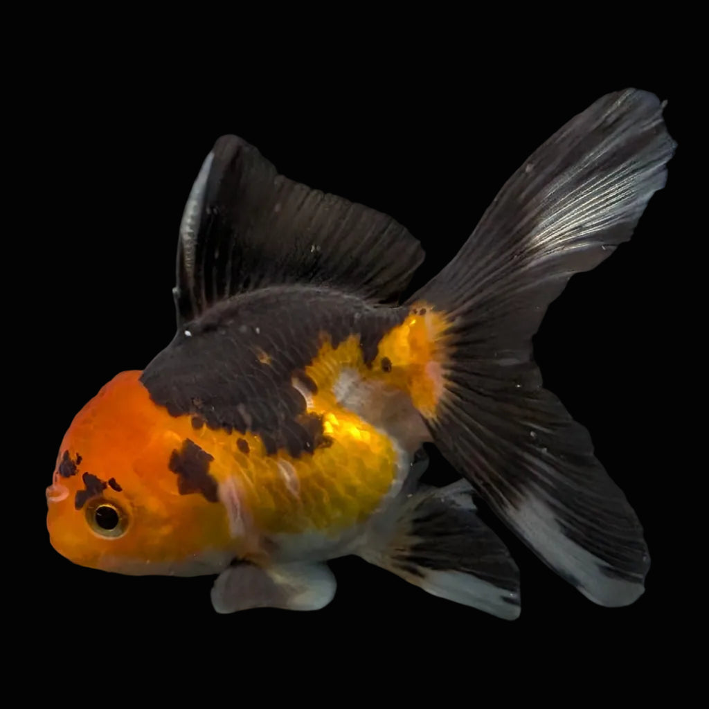 Thai Juvenile Oranda Tricolor 3"-3.5" in.  ID#626T1A-006