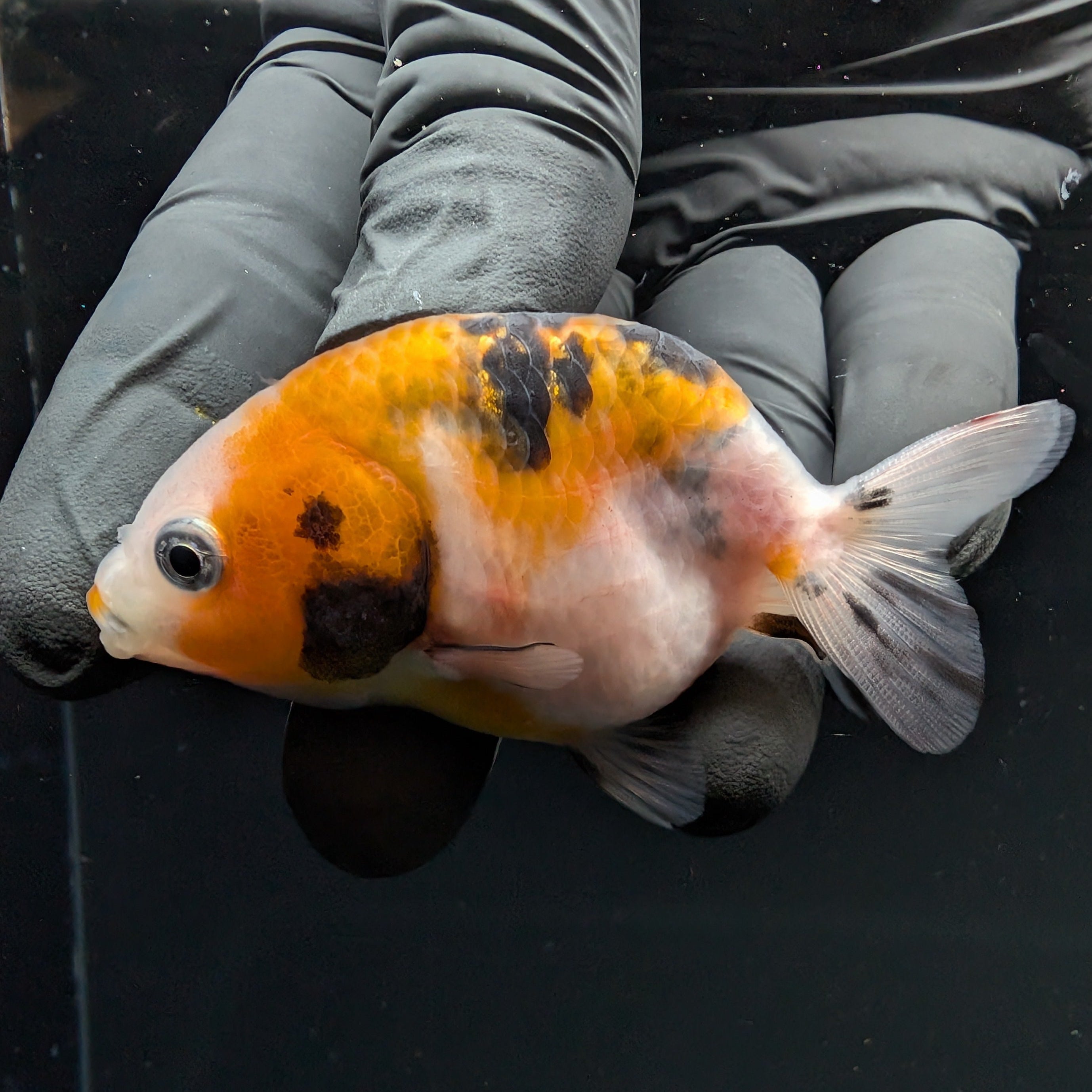 Ranchu Calico 2.5"-3" in. ID#717R4A-002