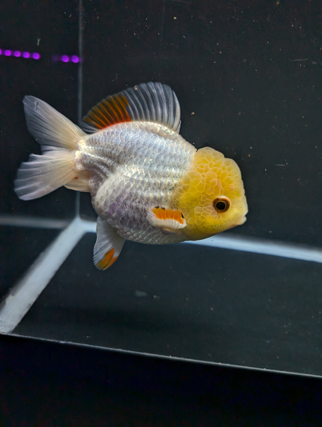Jumbo Oranda Yuan Bao / Shogun Lemon Head Red White   4.5"-5"in. ID#1016YB13A-011